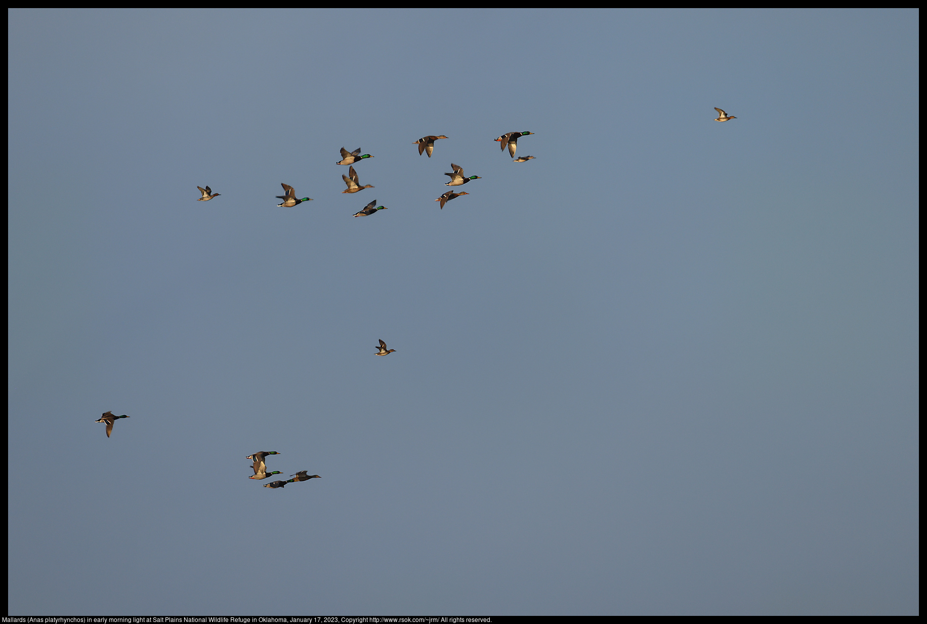 Mallards (Anas platyrhynchos) in early morning light at Salt Plains National Wildlife Refuge in Oklahoma, January 17, 2023