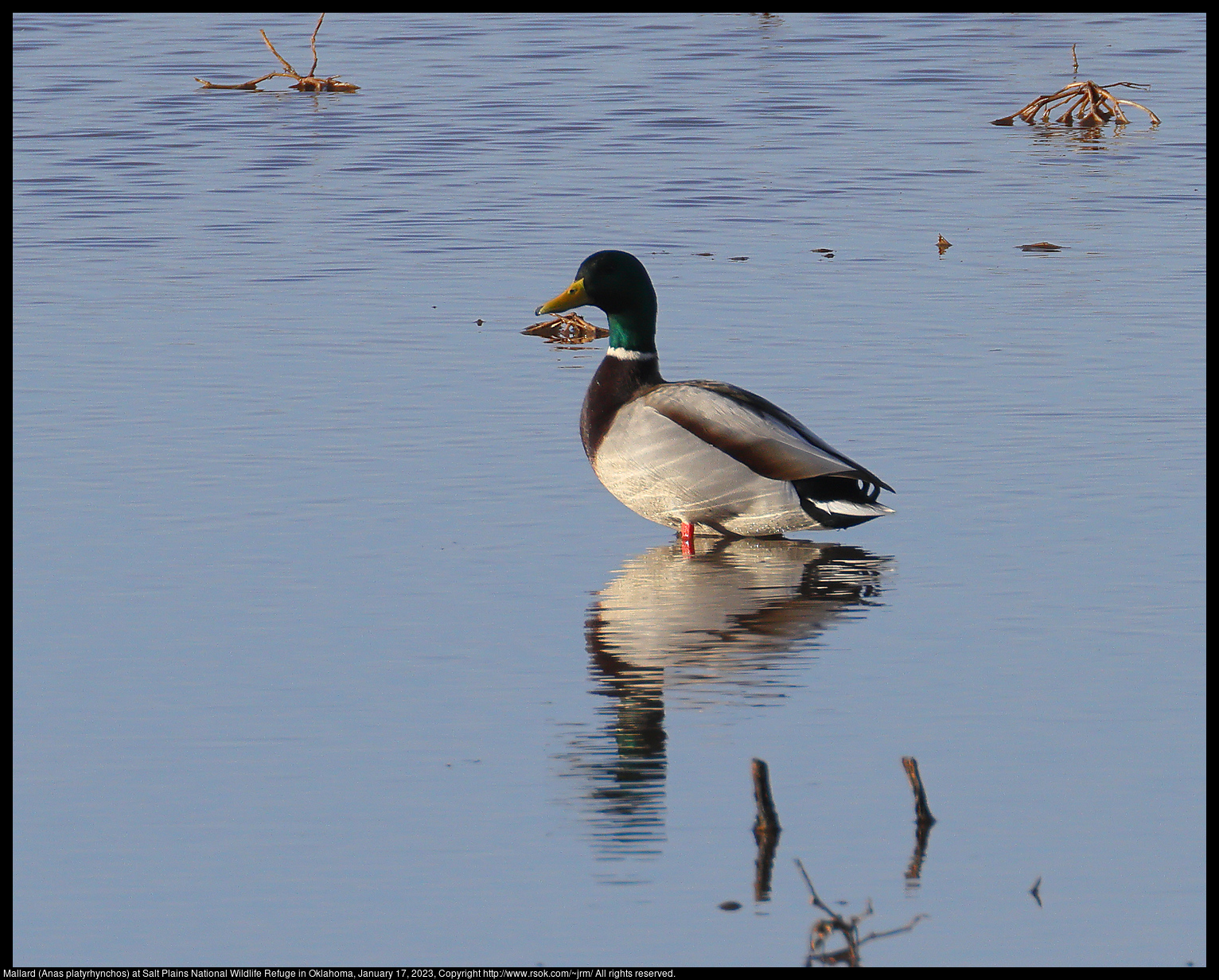 Mallard (Anas platyrhynchos) at Salt Plains National Wildlife Refuge in Oklahoma, January 17, 2023