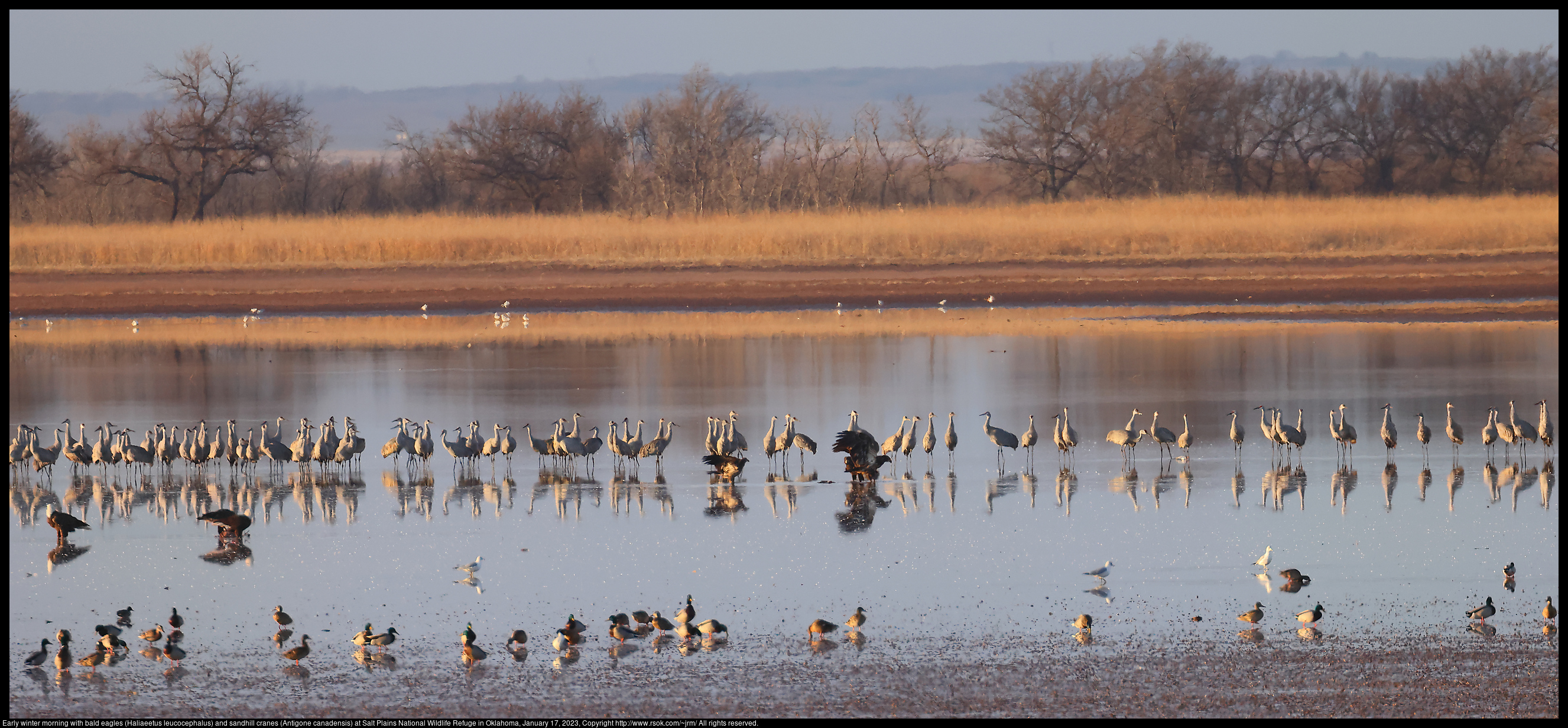 Early winter morning with bald eagles (Haliaeetus leucocephalus) and sandhill cranes (Antigone canadensis) at Salt Plains National Wildlife Refuge in Oklahoma, January 17, 2023