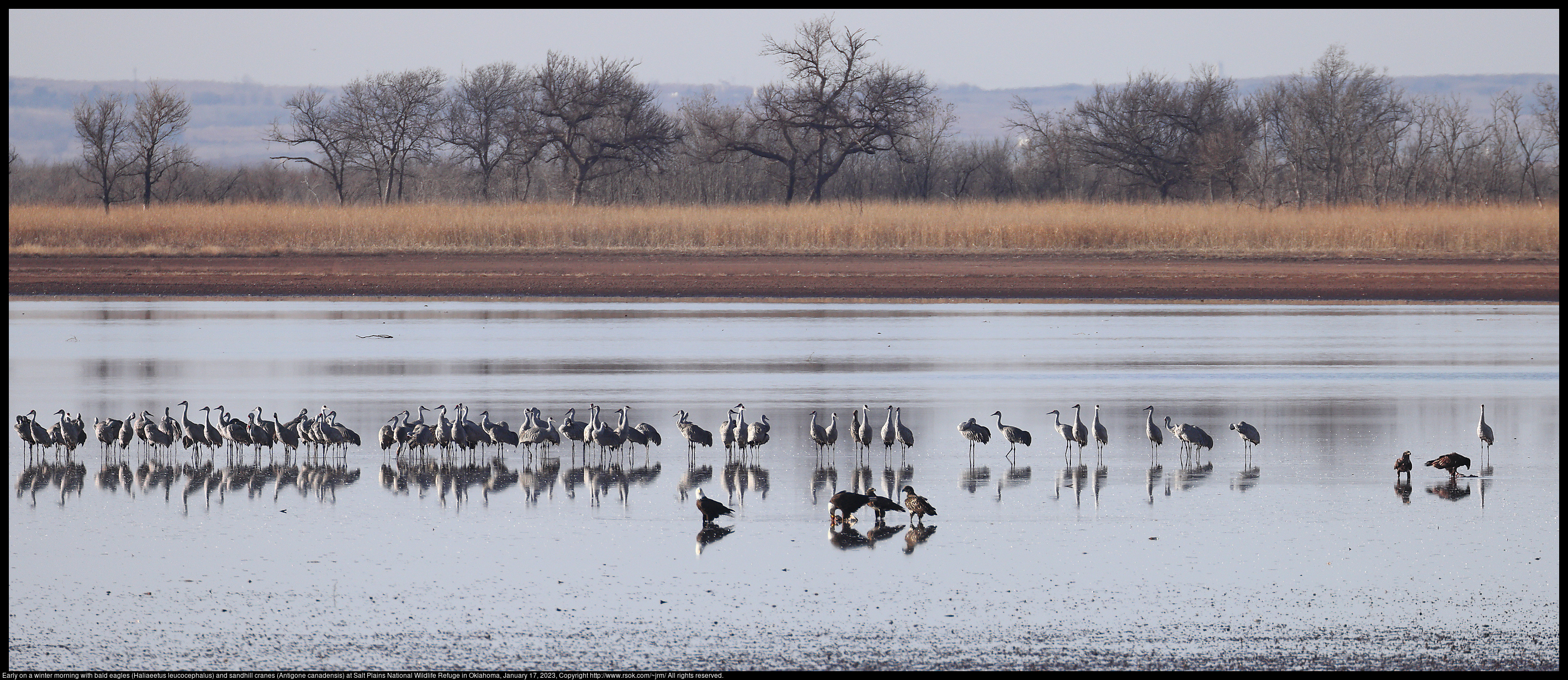 Early on a winter morning with bald eagles (Haliaeetus leucocephalus) and sandhill cranes (Antigone canadensis) at Salt Plains National Wildlife Refuge in Oklahoma, January 17, 2023