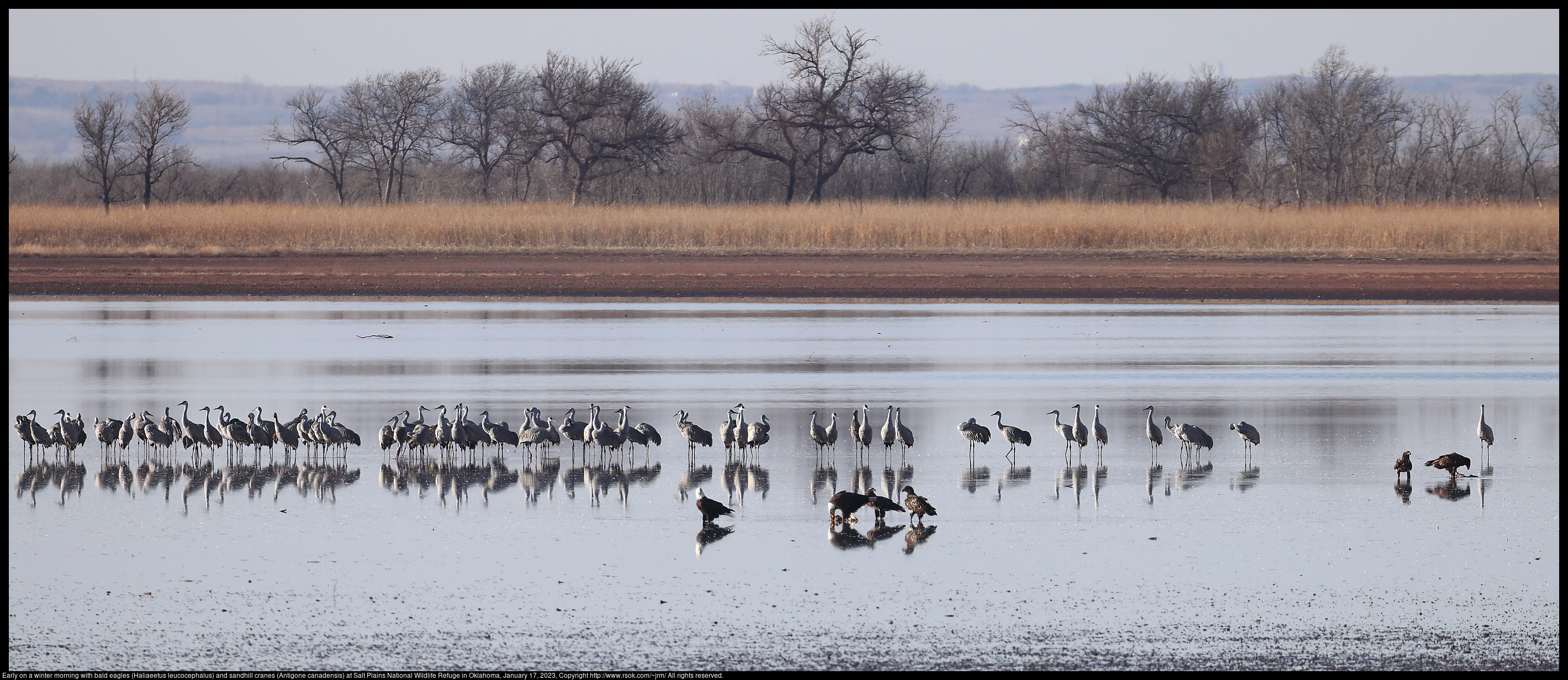 Early on a winter morning with bald eagles (Haliaeetus leucocephalus) and sandhill cranes (Antigone canadensis) at Salt Plains National Wildlife Refuge in Oklahoma, January 17, 2023