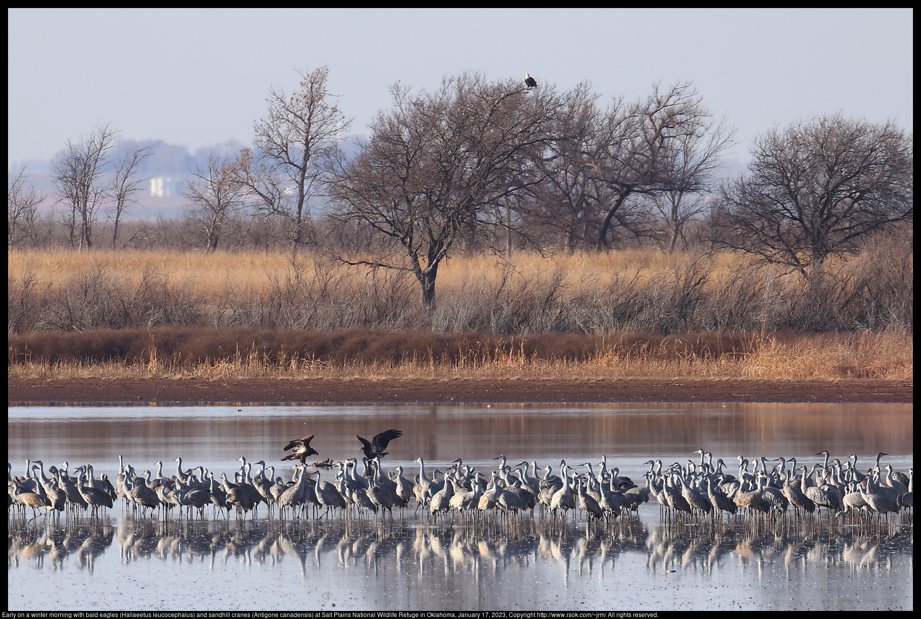 Early on a winter morning with bald eagles (Haliaeetus leucocephalus) and sandhill cranes (Antigone canadensis) at Salt Plains National Wildlife Refuge in Oklahoma, January 17, 2023