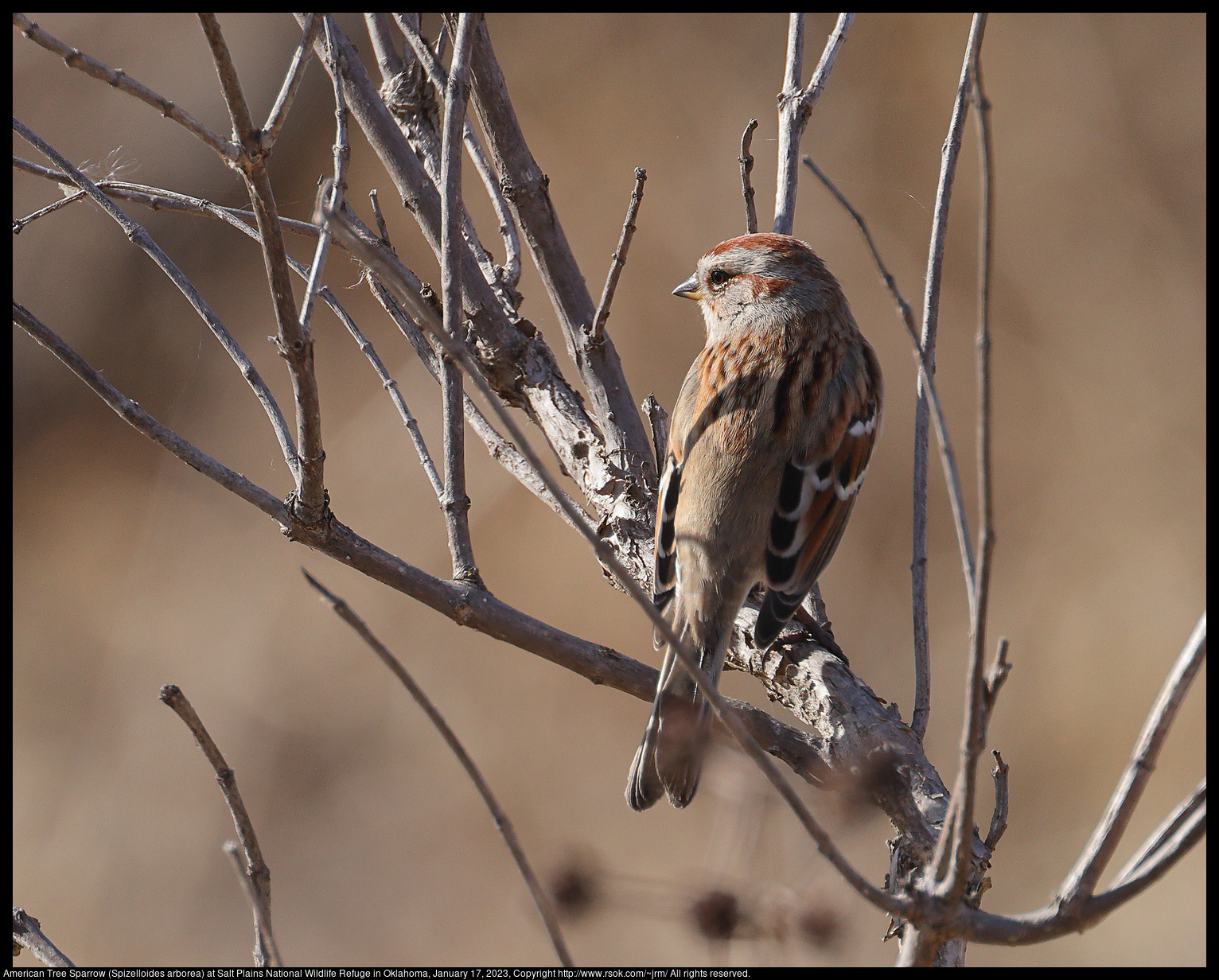 American Tree Sparrow (Spizelloides arborea) at Salt Plains National Wildlife Refuge in Oklahoma, January 17, 2023