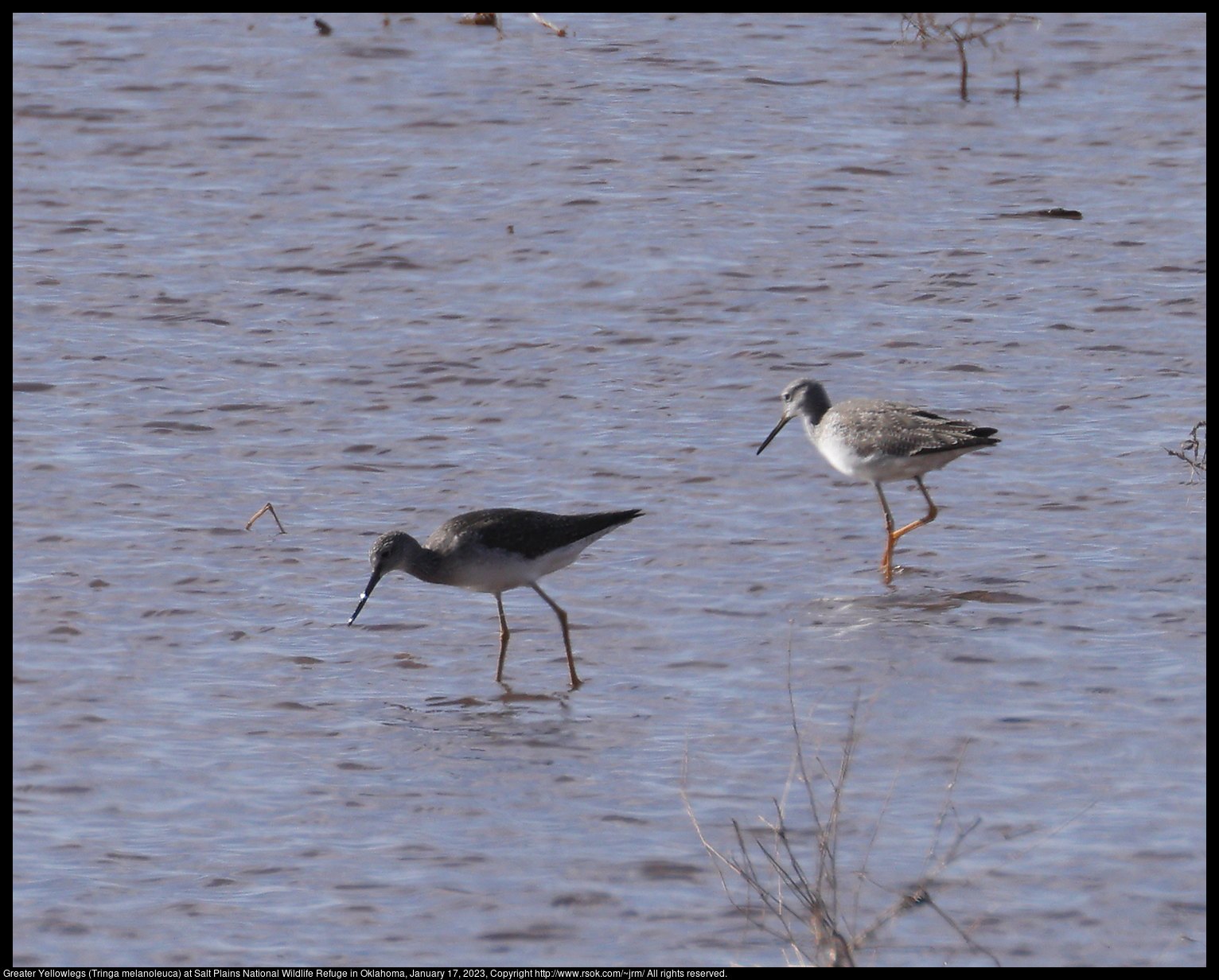 Greater Yellowlegs (Tringa melanoleuca) at Salt Plains National Wildlife Refuge in Oklahoma, January 17, 2023