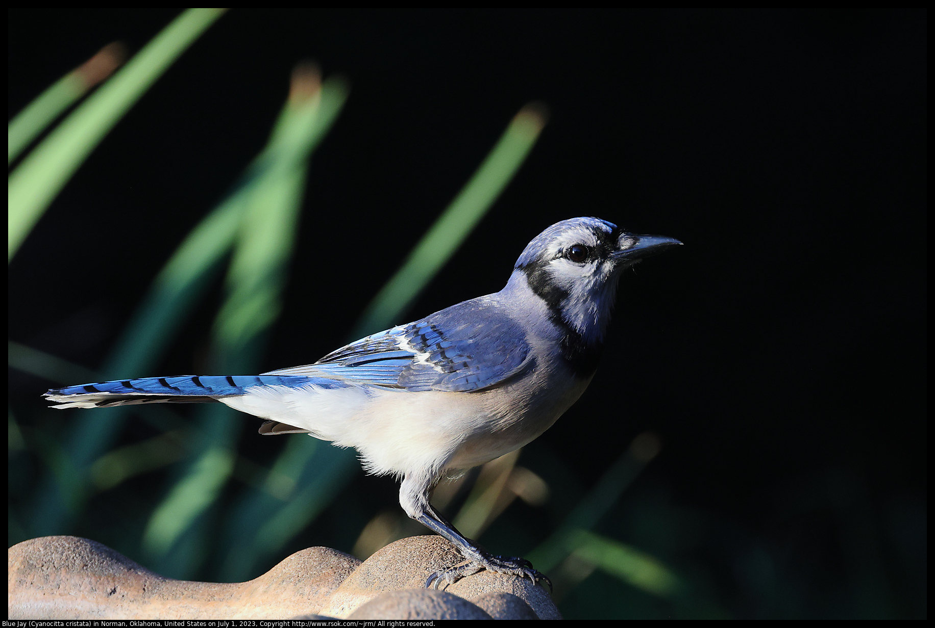 Blue Jay (Cyanocitta cristata) in Norman, Oklahoma, United States on July 1, 2023