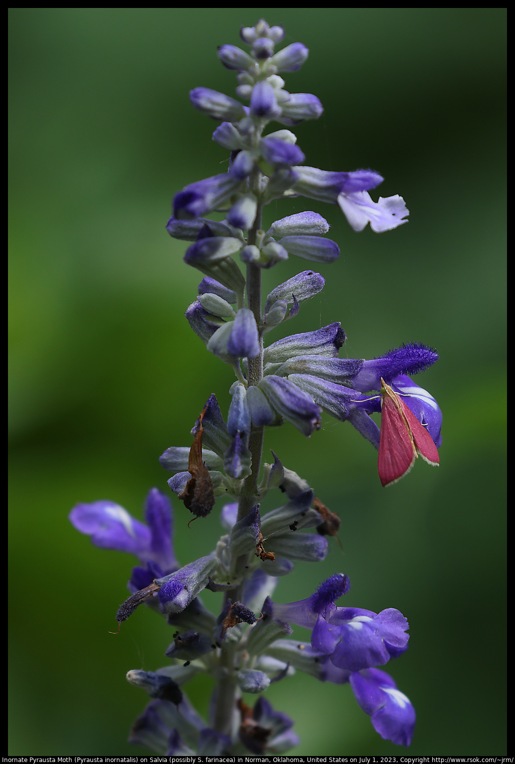 Inornate Pyrausta Moth (Pyrausta inornatalis) on Salvia (possibly S. farinacea) in Norman, Oklahoma, United States on July 1, 2023