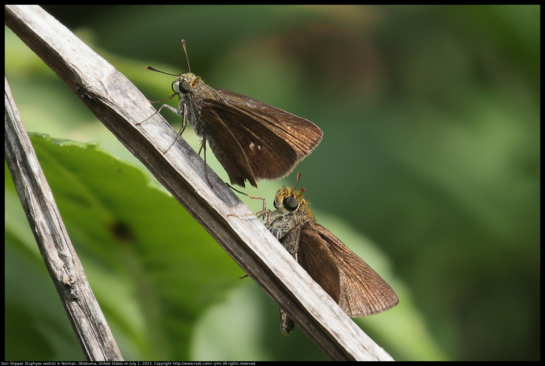Dun Skipper (Euphyes vestris) in Norman, Oklahoma, United States on July 1, 2023
