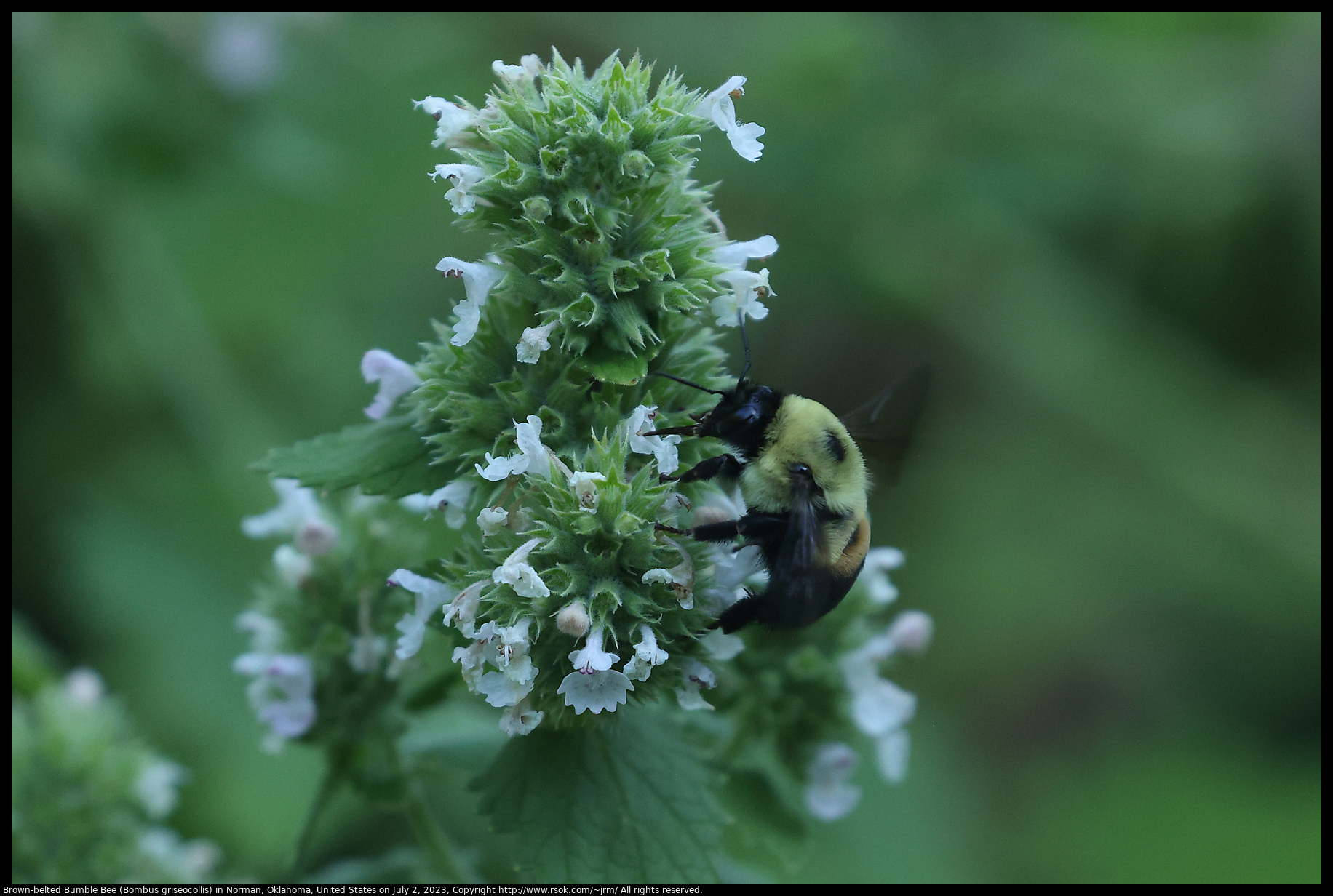 Brown-belted Bumble Bee (Bombus griseocollis) in Norman, Oklahoma, United States on July 2, 2023