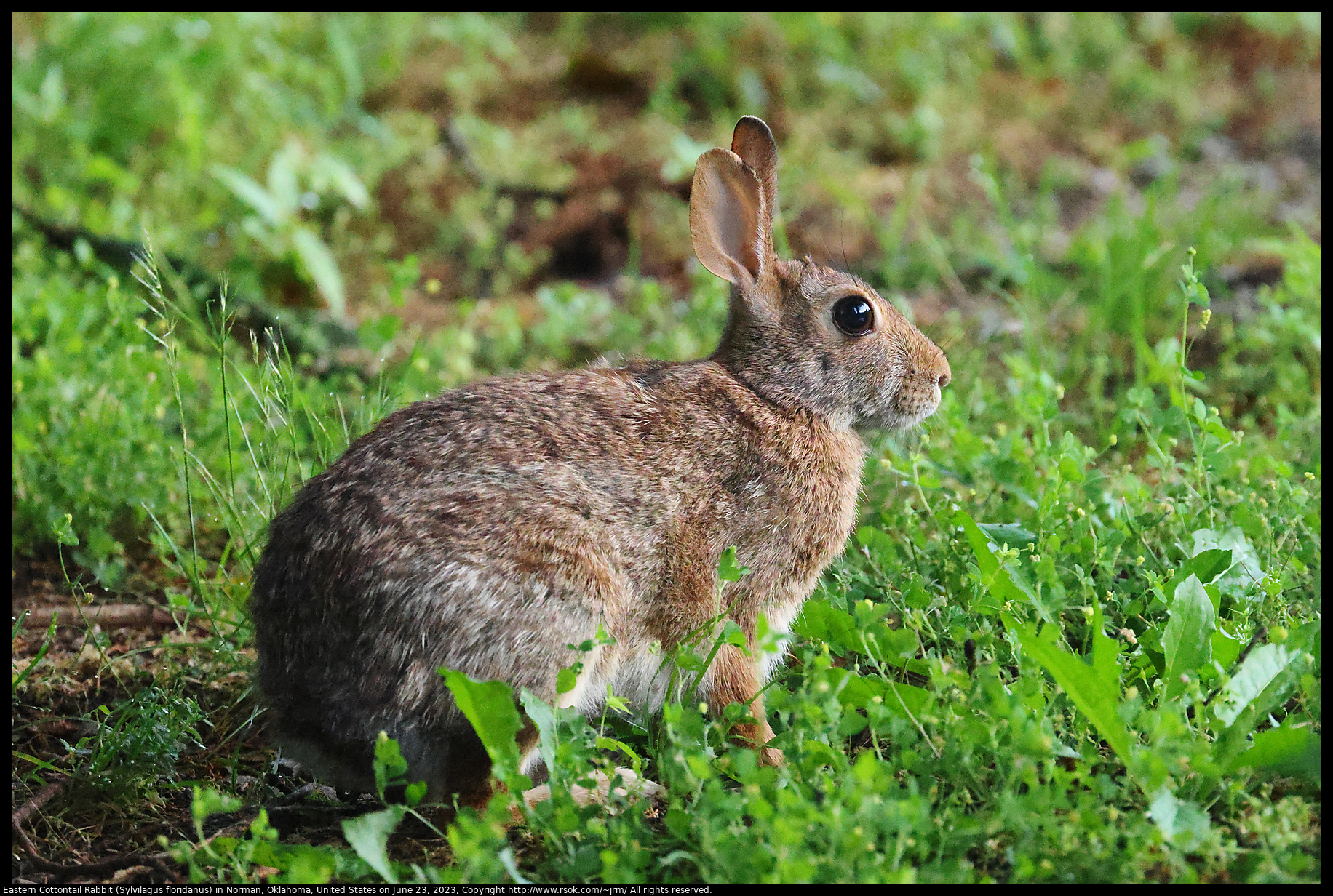 Eastern Cottontail Rabbit (Sylvilagus floridanus) in Norman, Oklahoma, United States on June 23, 2023