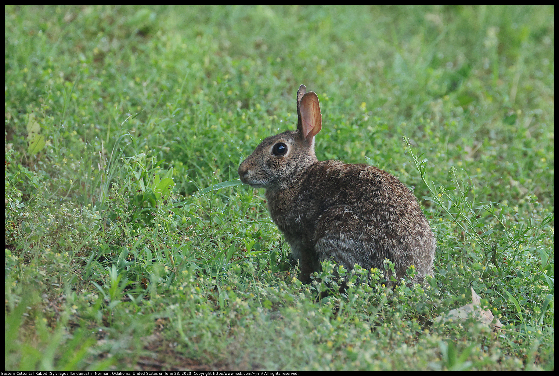 Eastern Cottontail Rabbit (Sylvilagus floridanus) in Norman, Oklahoma, United States on June 23, 2023