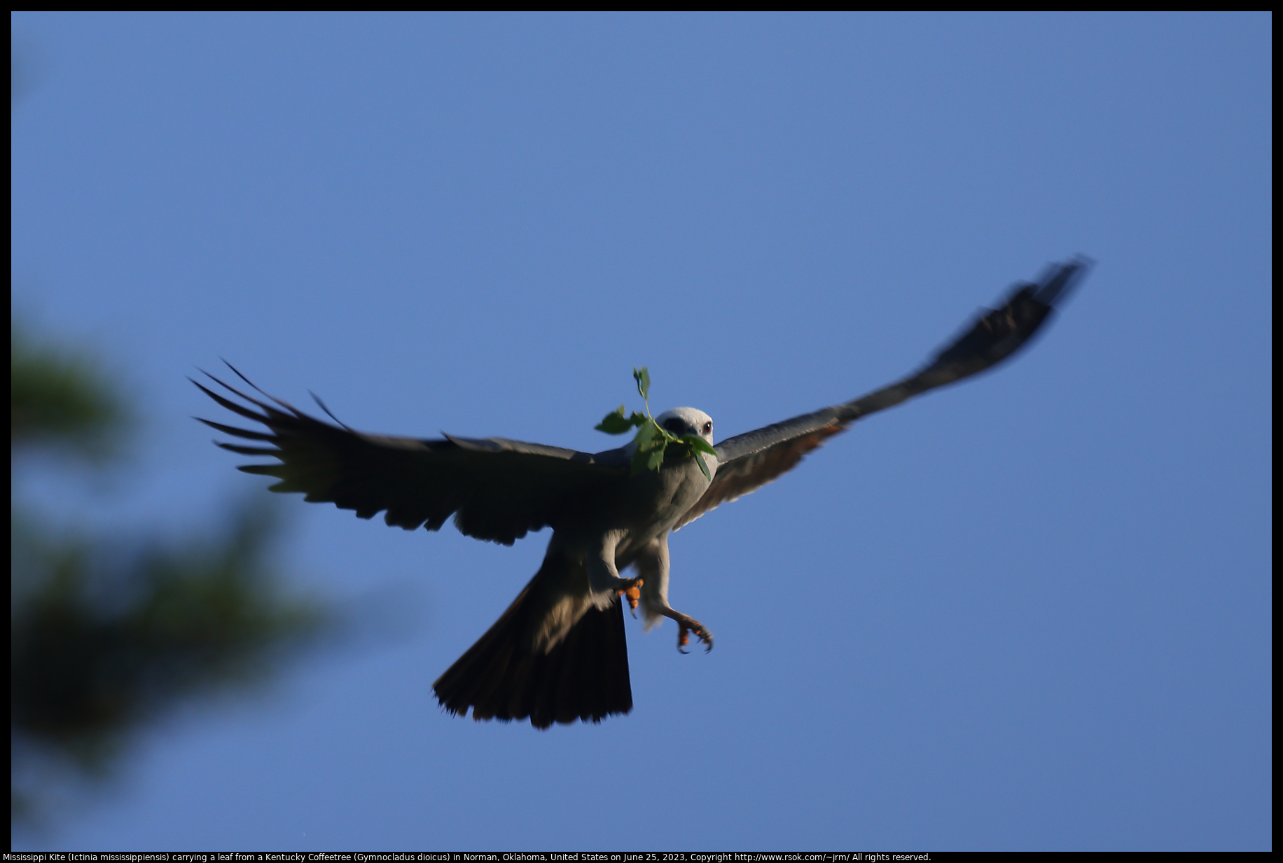 Mississippi Kite (Ictinia mississippiensis) carrying a leaf from a Kentucky Coffeetree (Gymnocladus dioicus) in Norman, Oklahoma, United States on June 25, 2023