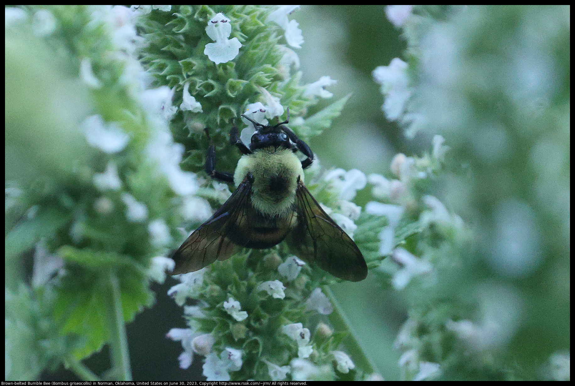 Brown-belted Bumble Bee (Bombus griseocollis) in Norman, Oklahoma, United States on June 30, 2023