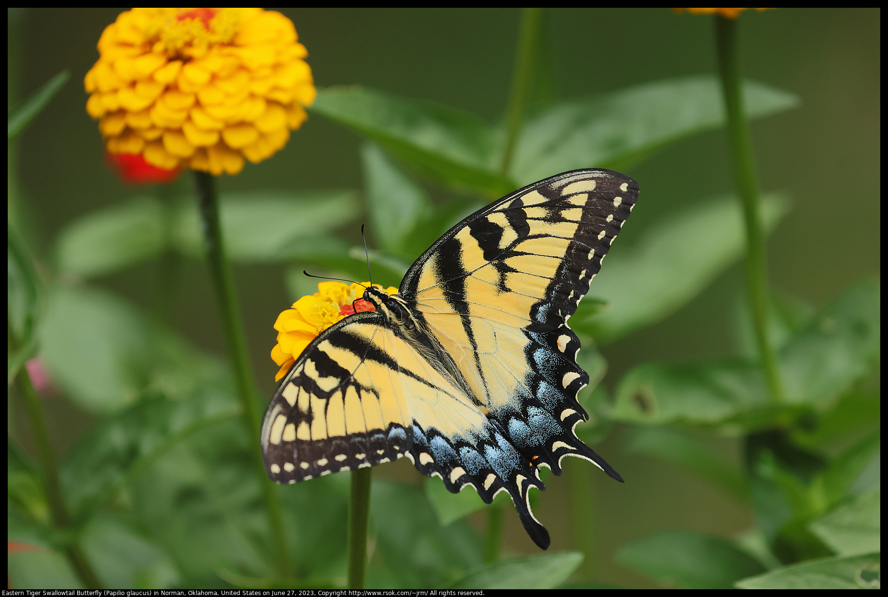 Eastern Tiger Swallowtail Butterfly (Papilio glaucus) in Norman, Oklahoma, United States on June 27, 2023