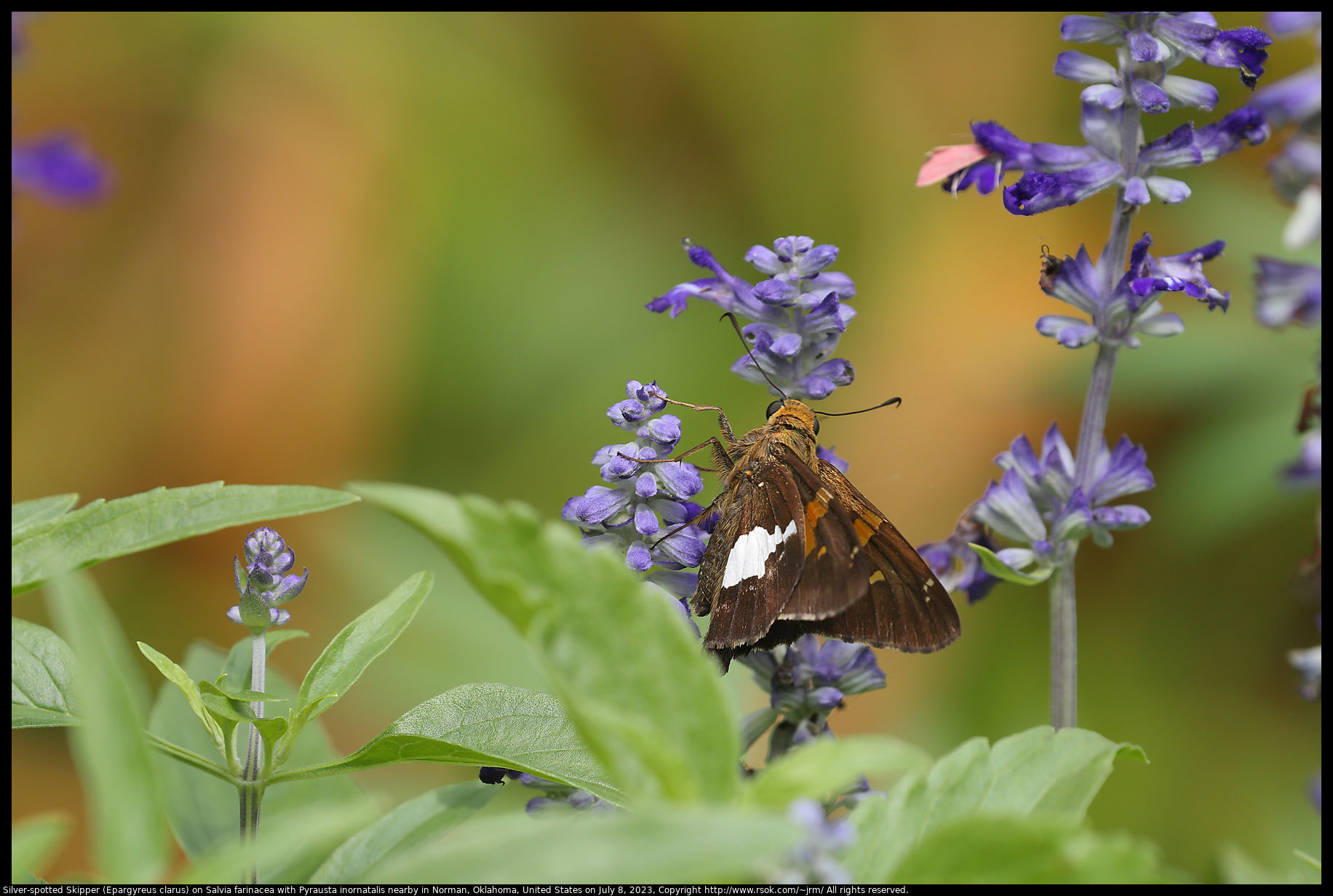 Silver-spotted Skipper (Epargyreus clarus) on Salvia farinacea with Pyrausta inornatalis nearby in Norman, Oklahoma, United States on July 8, 2023