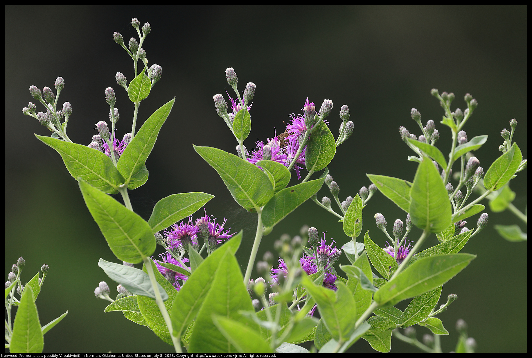 Ironweed (Vernonia sp., possibly V. baldwinii) in Norman, Oklahoma, United States on July 8, 2023