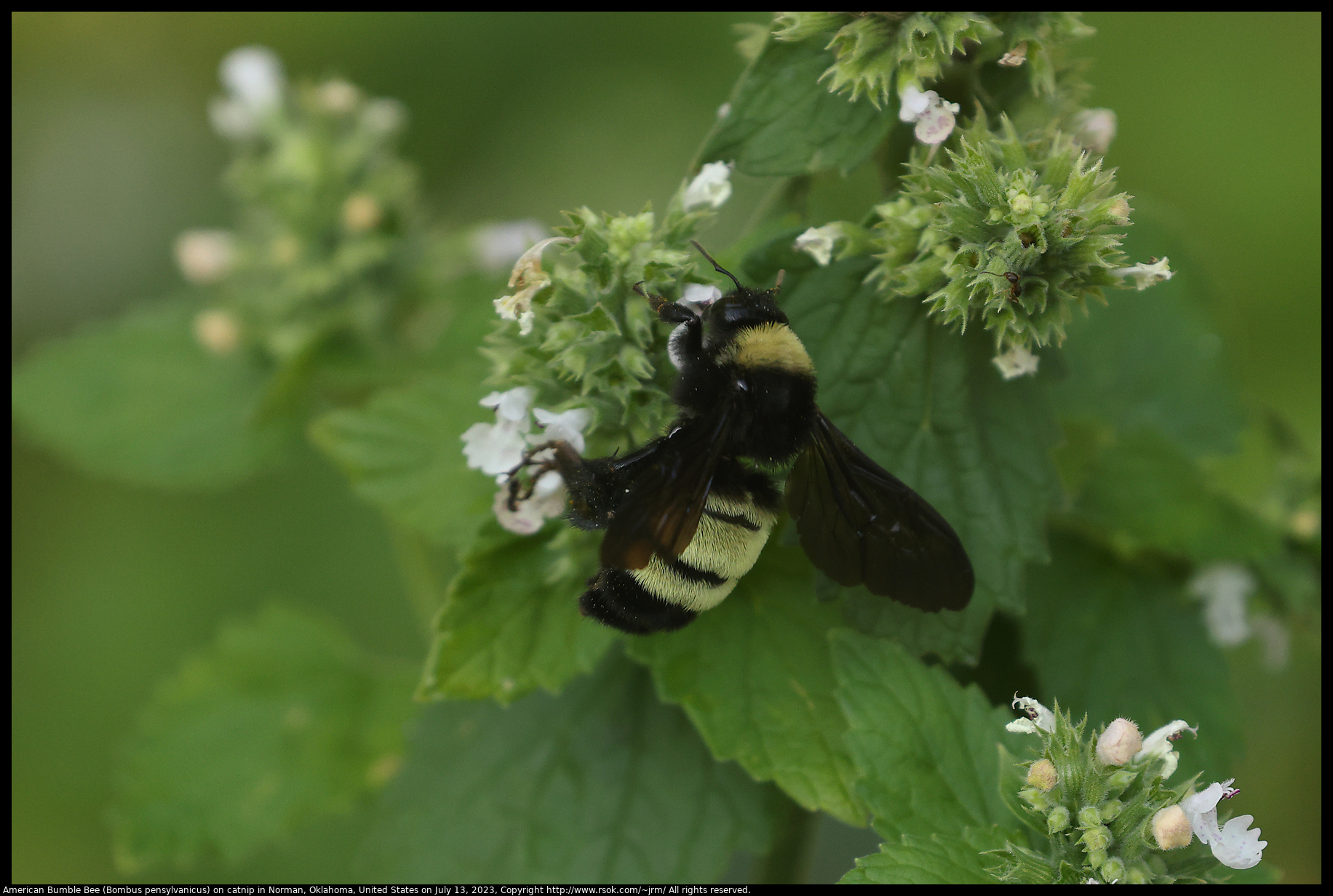 American Bumble Bee (Bombus pensylvanicus) on catnip in Norman, Oklahoma, United States on July 13, 2023