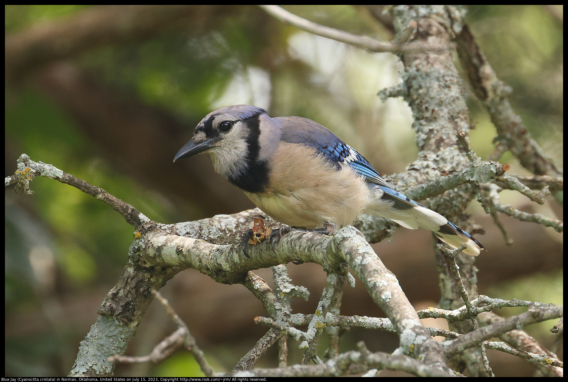 Blue Jay (Cyanocitta cristata) in Norman, Oklahoma, United States on July 15, 2023