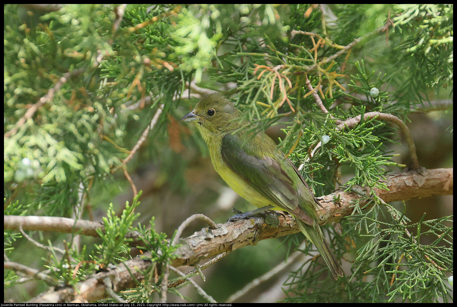 Juvenile Painted Bunting (Passerina ciris) in Norman, Oklahoma, United States on July 15, 2023