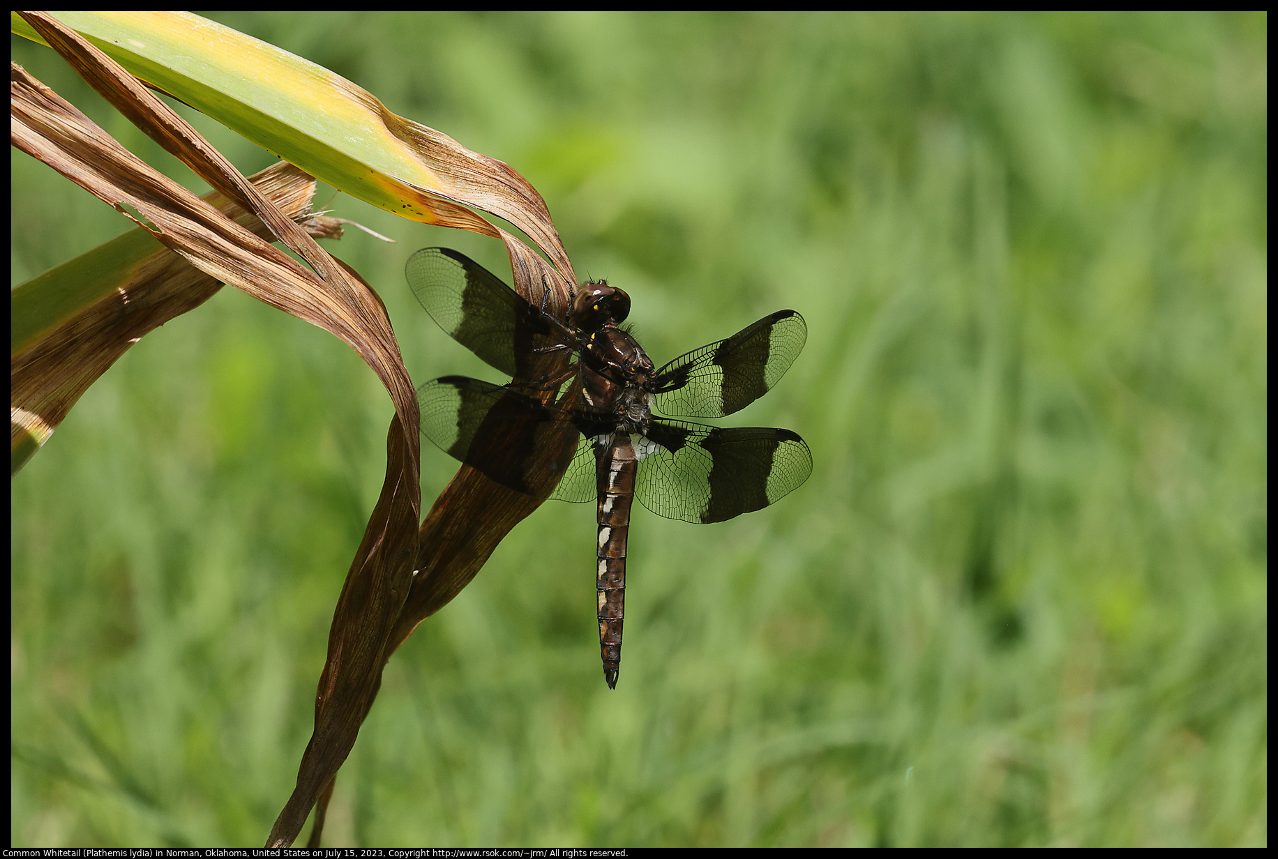 Common Whitetail (Plathemis lydia) in Norman, Oklahoma, United States on July 15, 2023