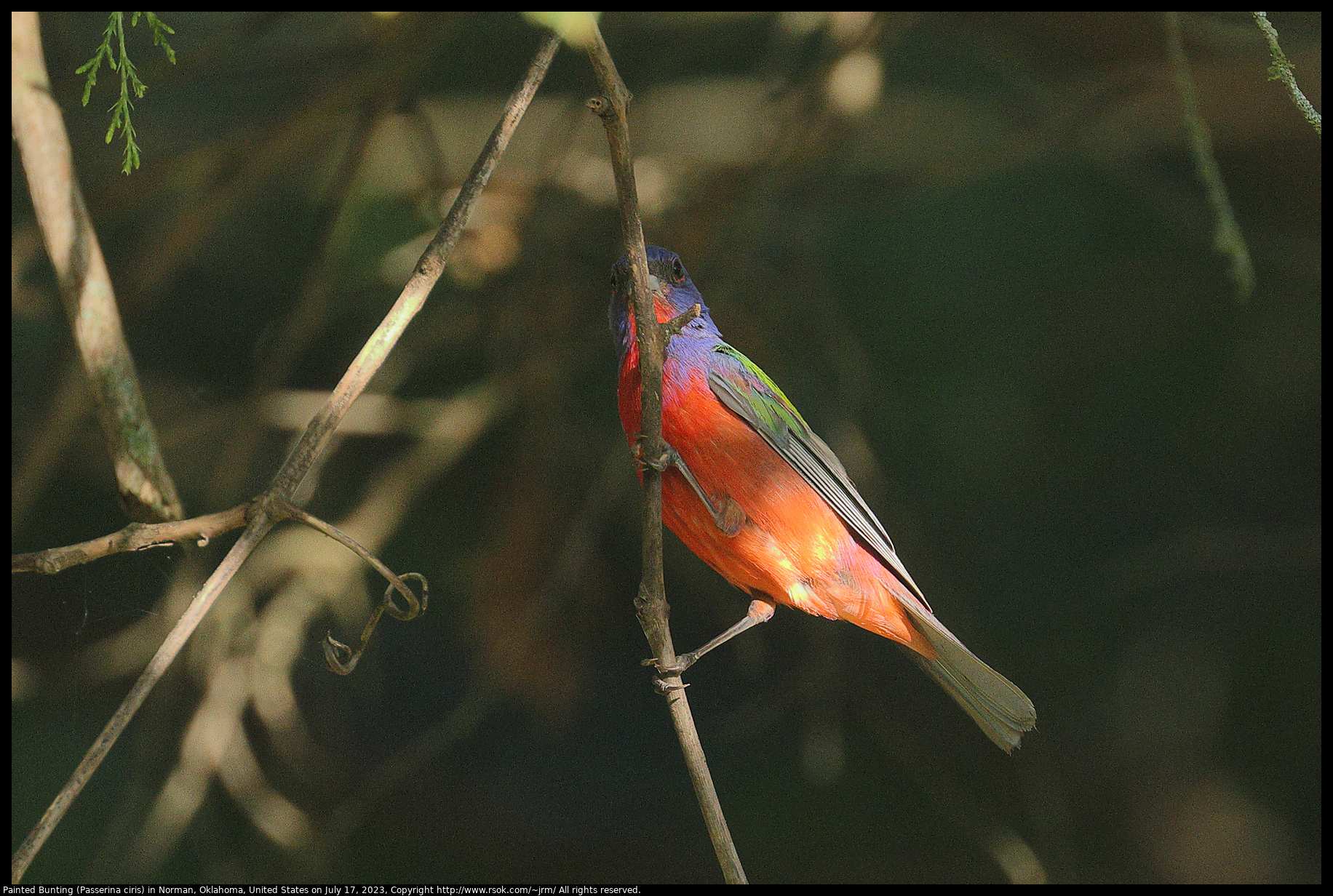 Male Painted Bunting (Passerina ciris) in Norman, Oklahoma, United States on July 17, 2023