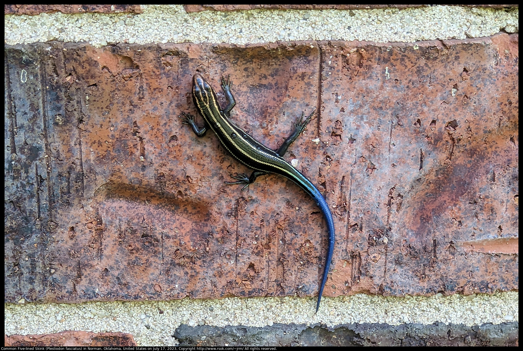 Common Five-lined Skink (Plestiodon fasciatus) in Norman, Oklahoma, United States on July 17, 2023