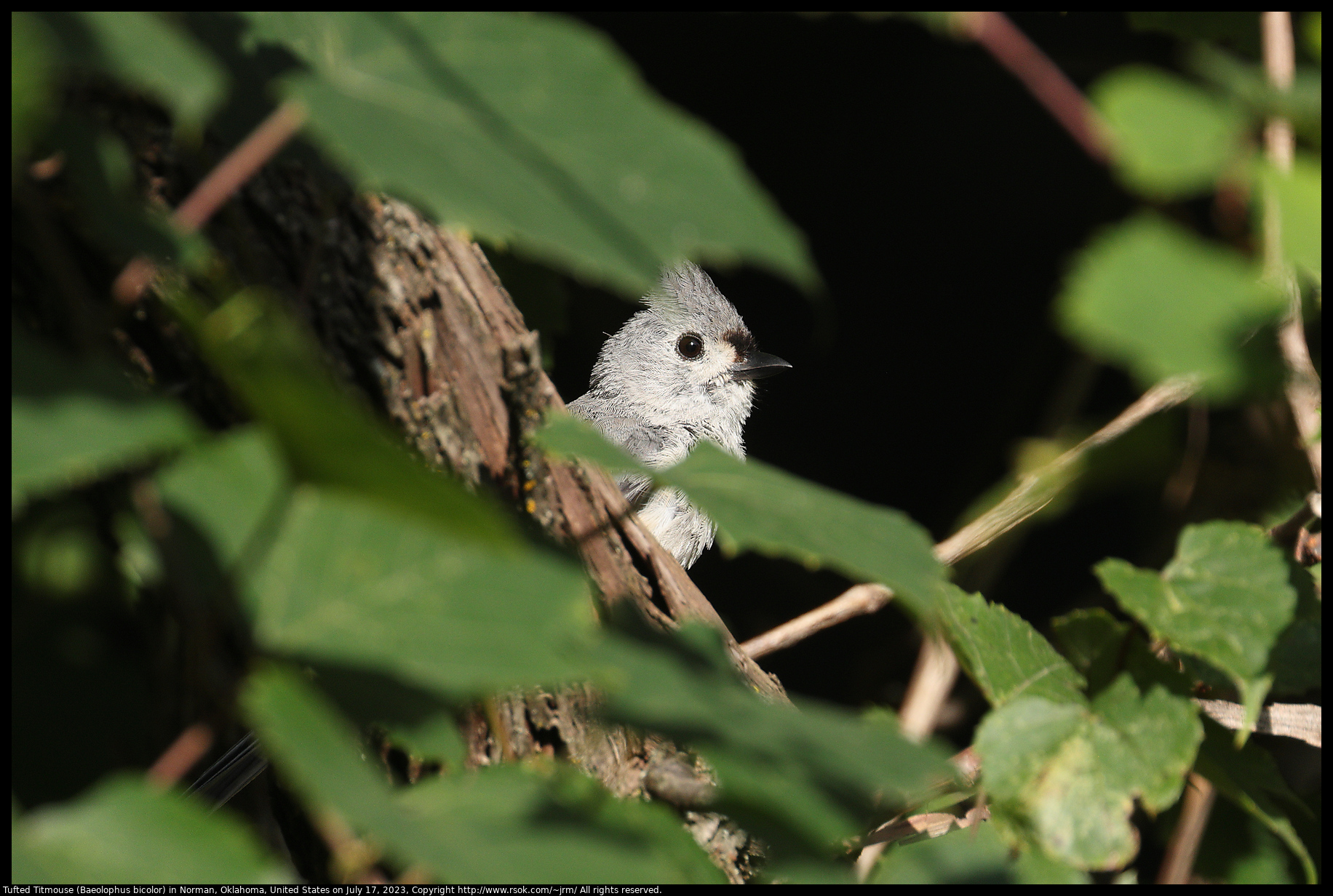 Tufted Titmouse (Baeolophus bicolor) in Norman, Oklahoma, United States on July 17, 2023