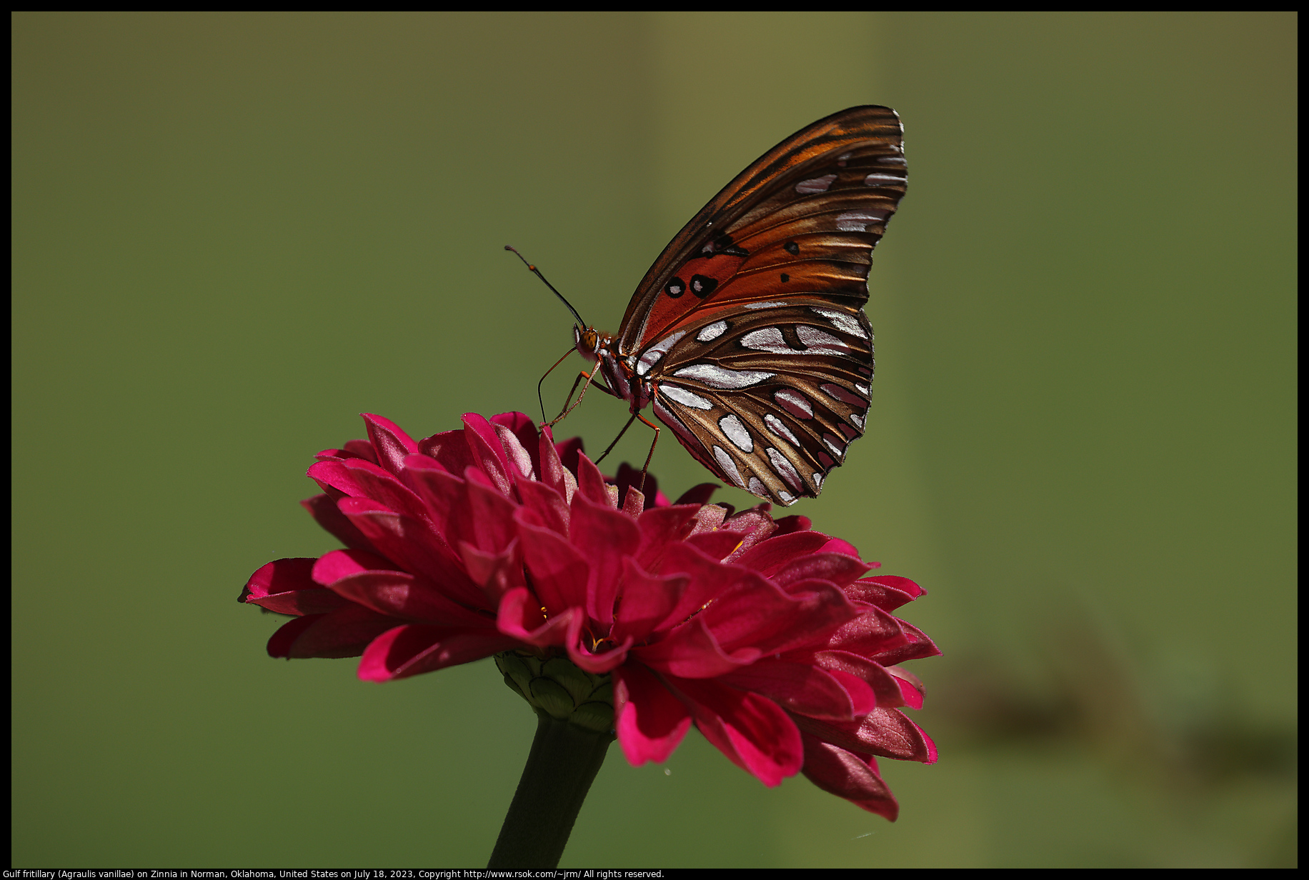 Gulf fritillary (Agraulis vanillae) on Zinnia in Norman, Oklahoma, United States on July 18, 2023