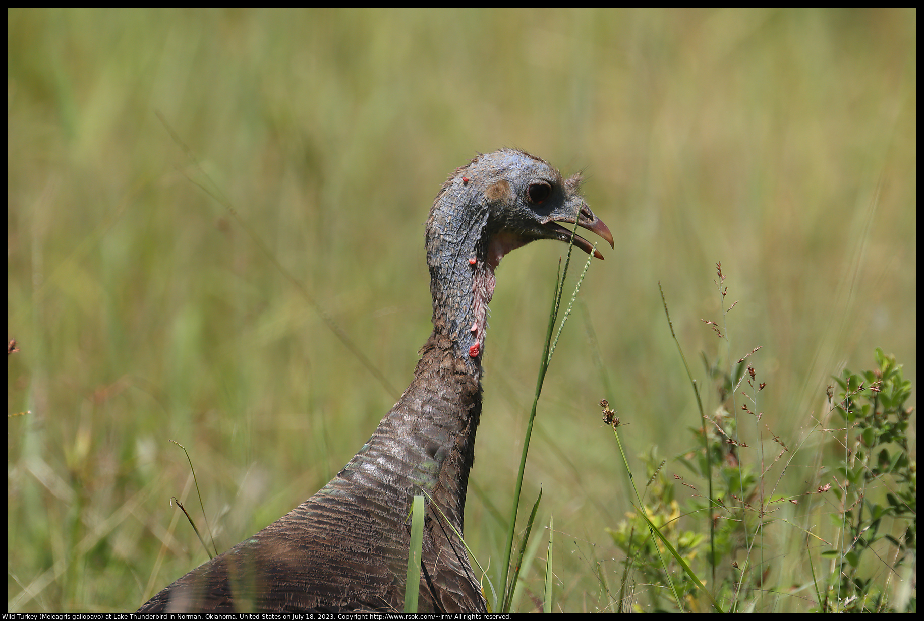 Wild Turkey (Meleagris gallopavo) at Lake Thunderbird in Norman, Oklahoma, United States on July 18, 2023