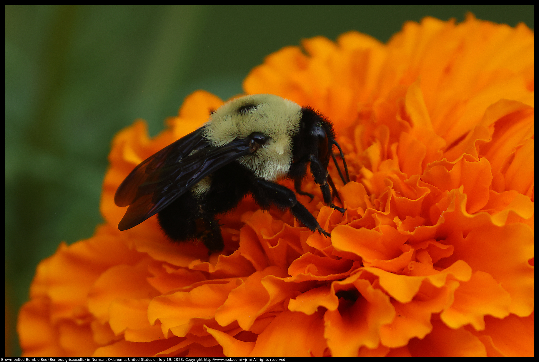 Brown-belted Bumble Bee (Bombus griseocollis) in Norman, Oklahoma, United States on July 19, 2023