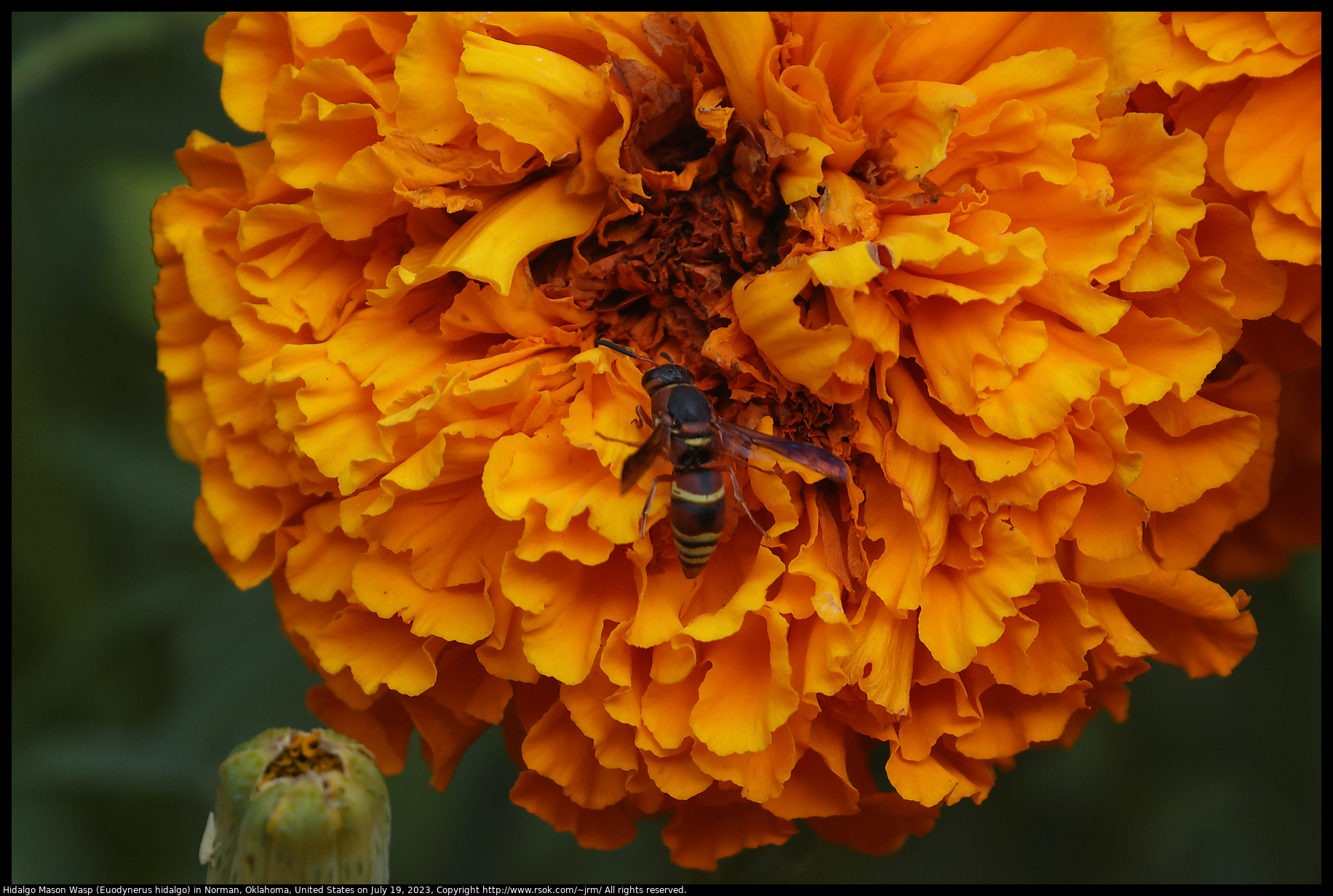 Hidalgo Mason Wasp (Euodynerus hidalgo) in Norman, Oklahoma, United States on July 19, 2023