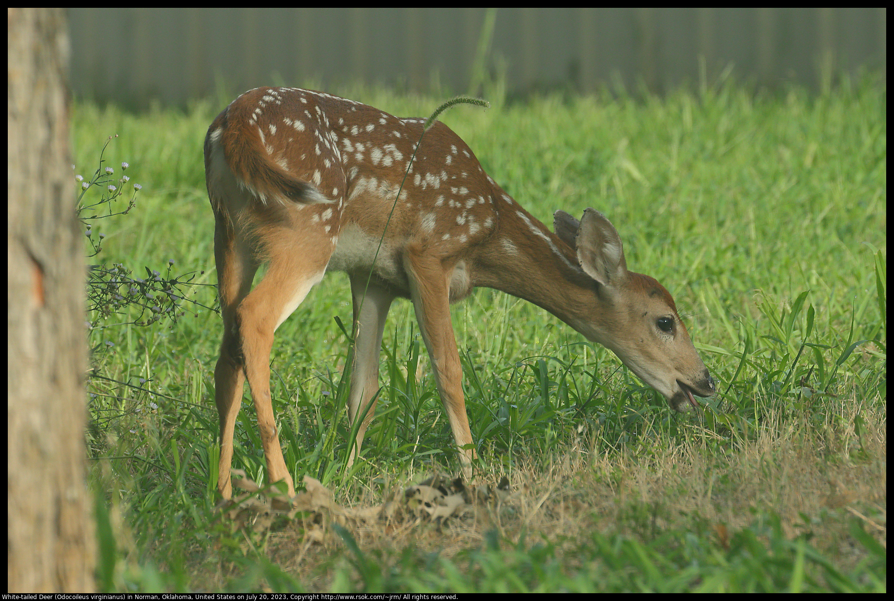White-tailed Deer (Odocoileus virginianus) in Norman, Oklahoma, July 20, 2023