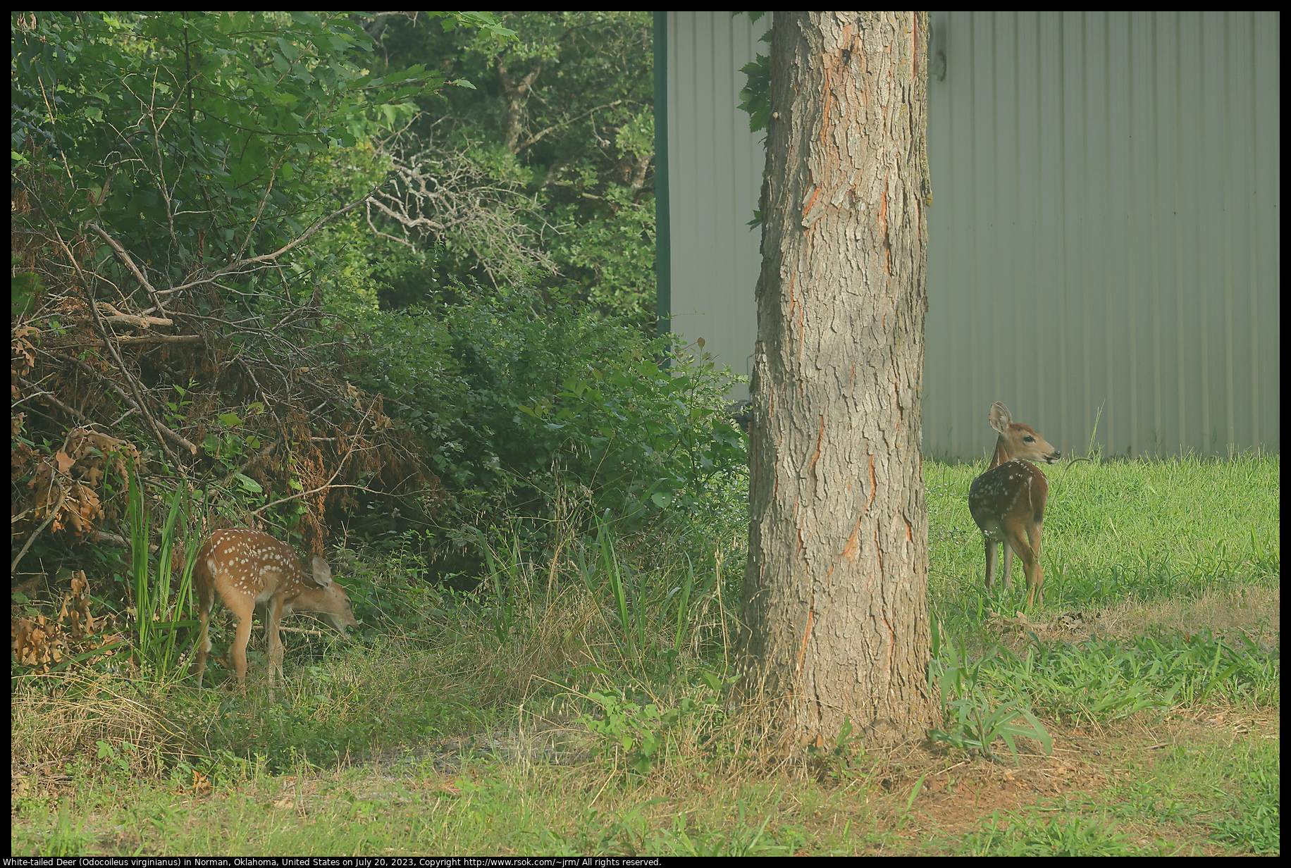 White-tailed Deer (Odocoileus virginianus) in Norman, Oklahoma, July 20, 2023