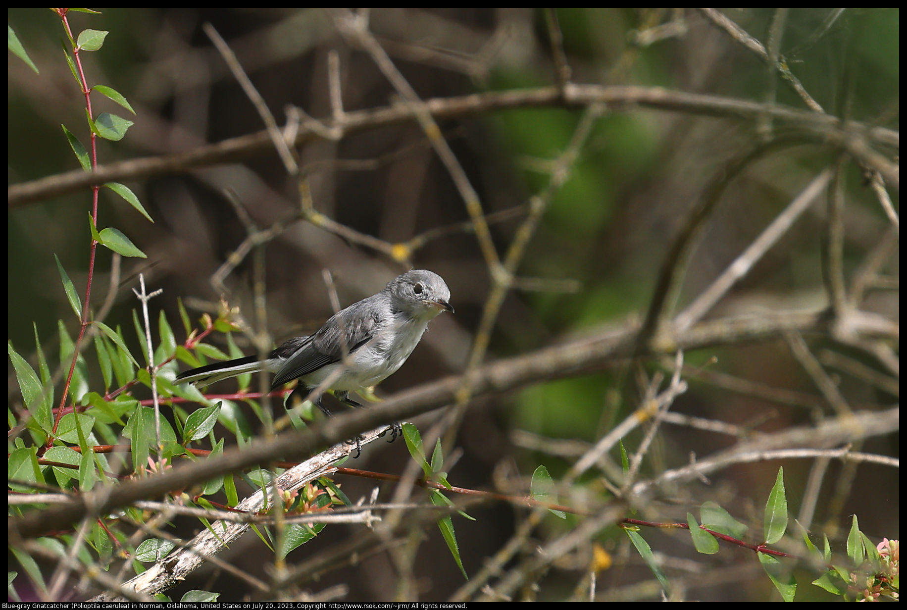 Blue-gray Gnatcatcher (Polioptila caerulea) in Norman, Oklahoma, United States on July 20, 2023