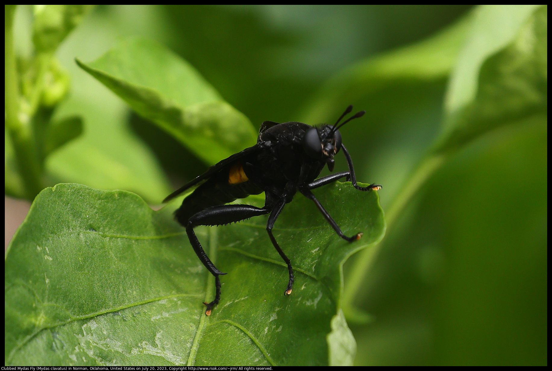 Clubbed Mydas Fly (Mydas clavatus) in Norman, Oklahoma, July 20, 2023