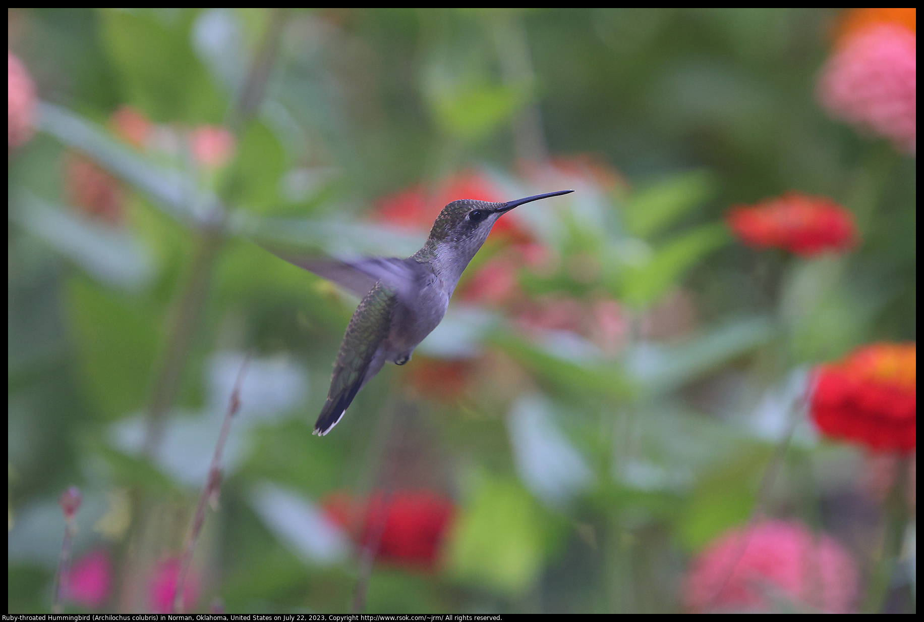 Ruby-throated  Hummingbird (Archilochus colubris) in Norman, Oklahoma, United States, July 22, 2023