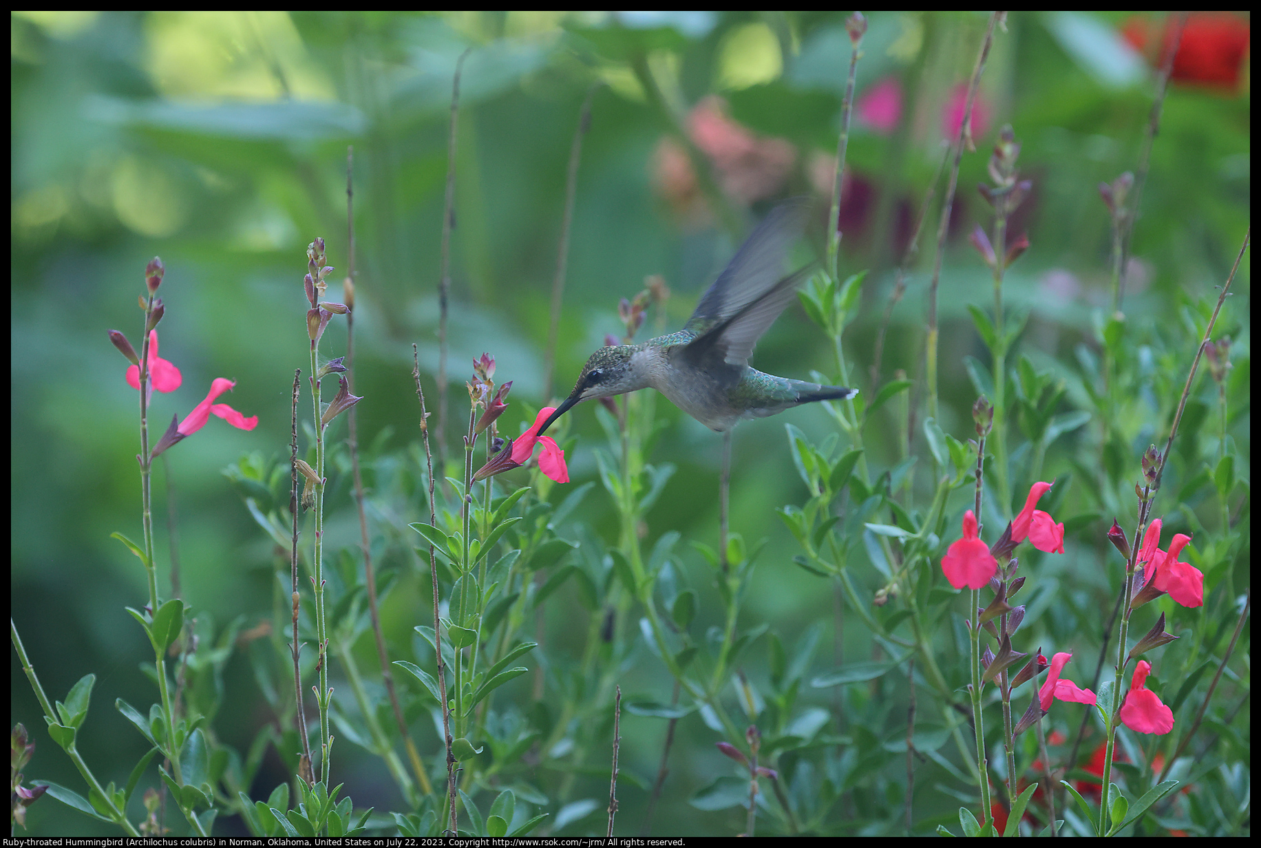 Ruby-throated  Hummingbird (Archilochus colubris) in Norman, Oklahoma, United States, July 22, 2023