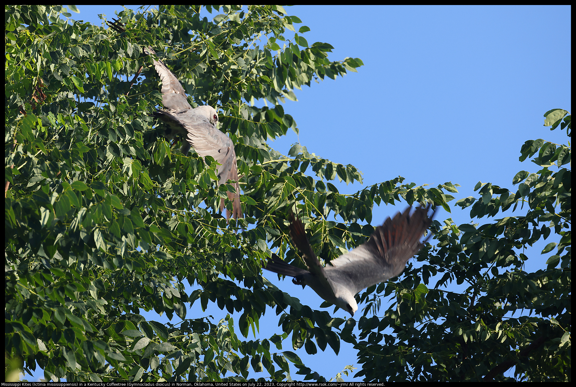 Mississippi Kites (Ictinia mississippiensis) in a Kentucky Coffeetree (Gymnocladus dioicus) in Norman, Oklahoma, United States on July 22, 2023