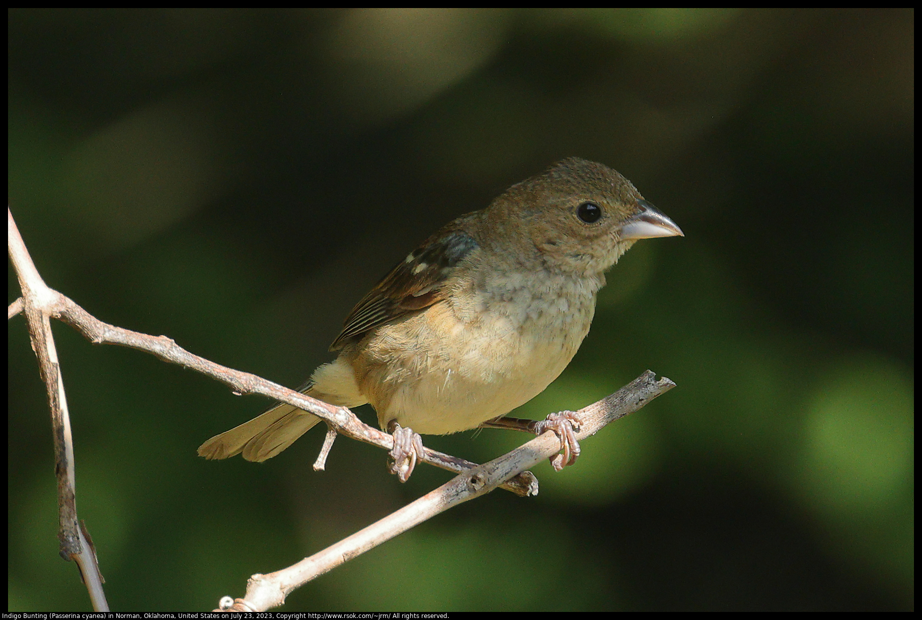 Indigo Bunting (Passerina cyanea) in Norman, Oklahoma, United States on July 23, 2023