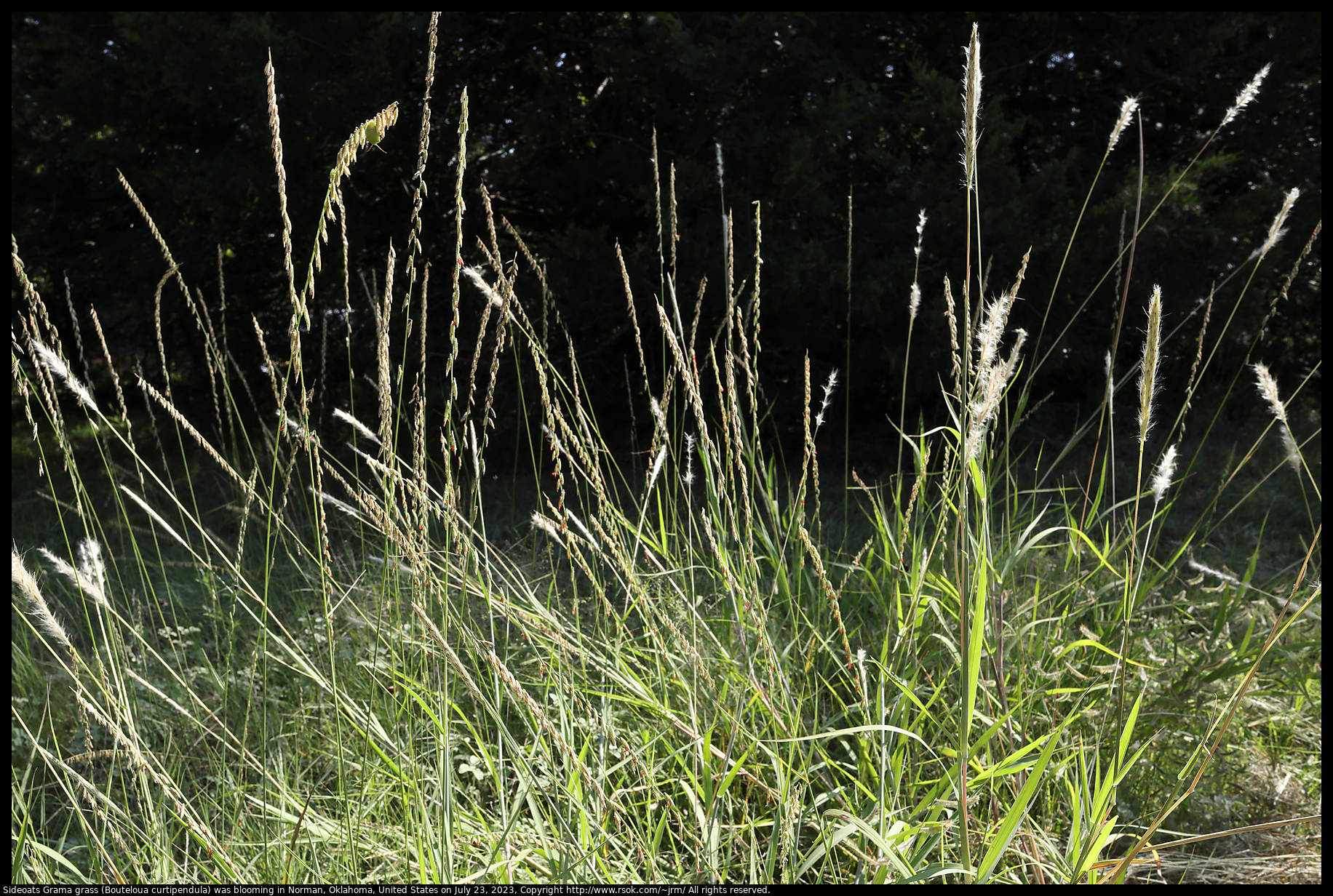 Sideoats Grama grass (Bouteloua curtipendula) blooming in Norman, Oklahoma, United States on July 23, 2023