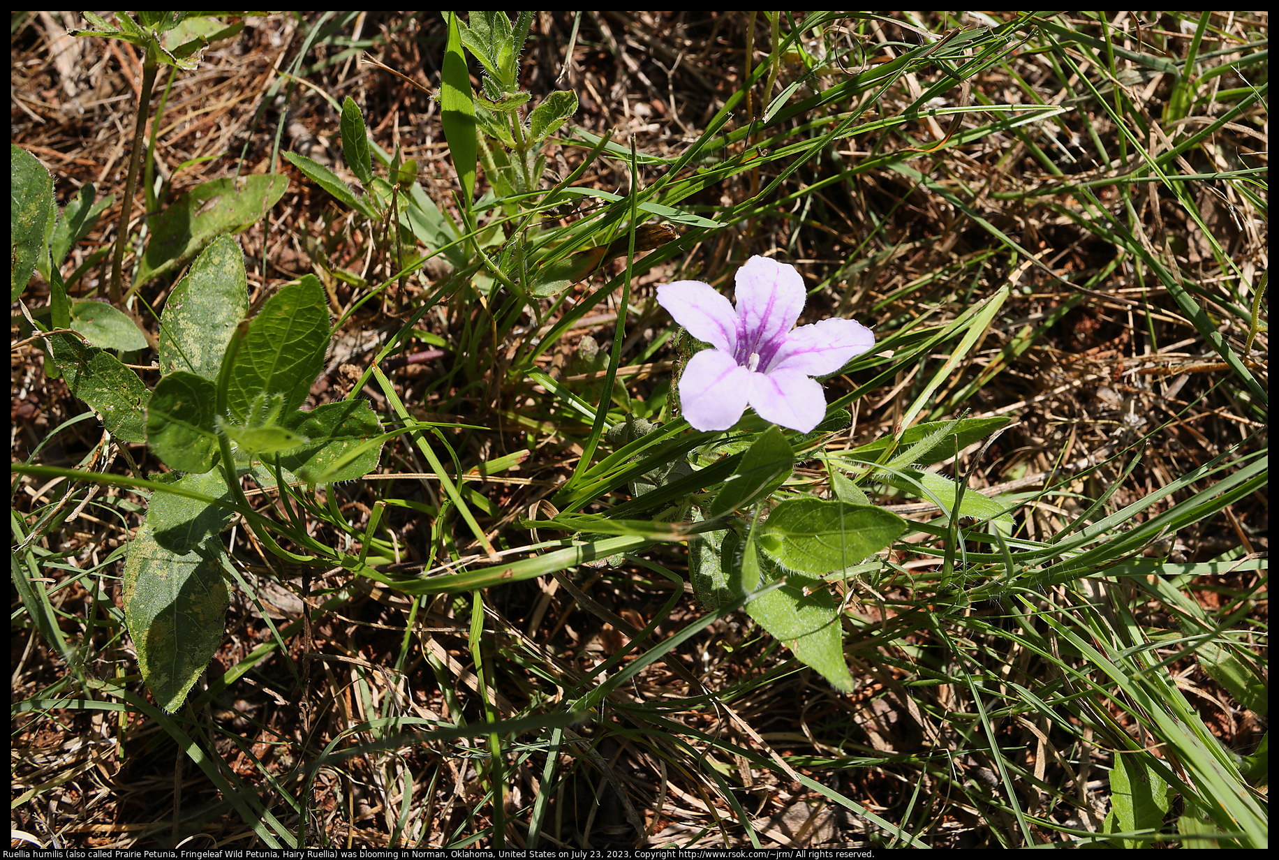Ruellia humilis (also called Prairie Petunia, Fringeleaf Wild Petunia, Hairy Ruellia) was blooming in Norman, Oklahoma, United States on July 23, 2023