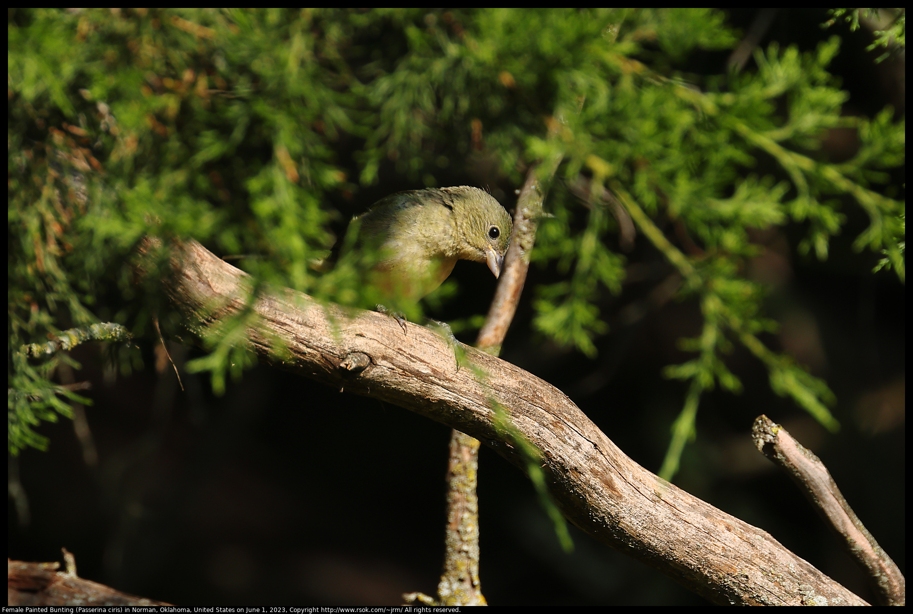 Female Painted Bunting (Passerina ciris) in Norman, Oklahoma, United States on June 1, 2023