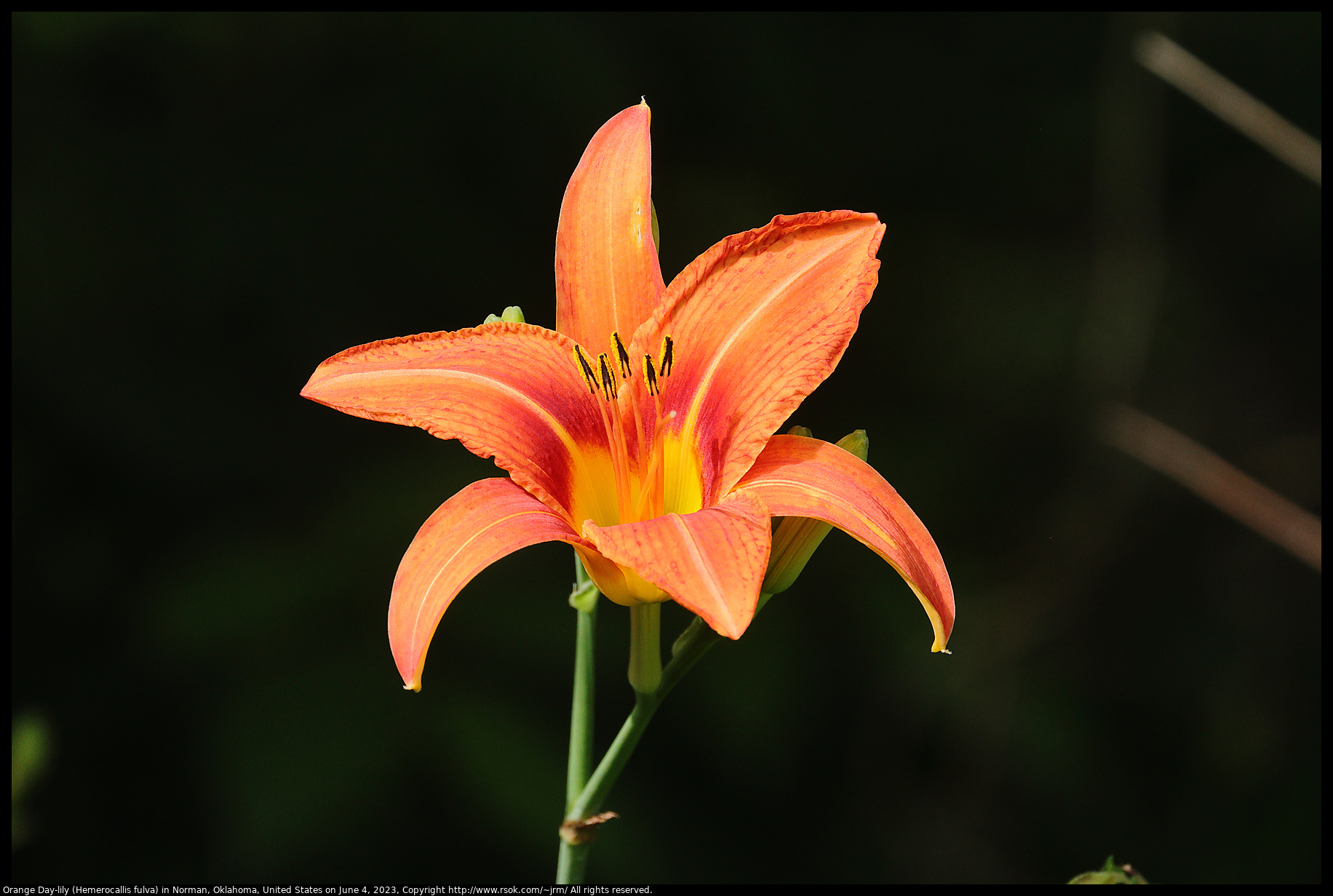 Orange Day-lily (Hemerocallis fulva) in Norman, Oklahoma, United States on June 4, 2023