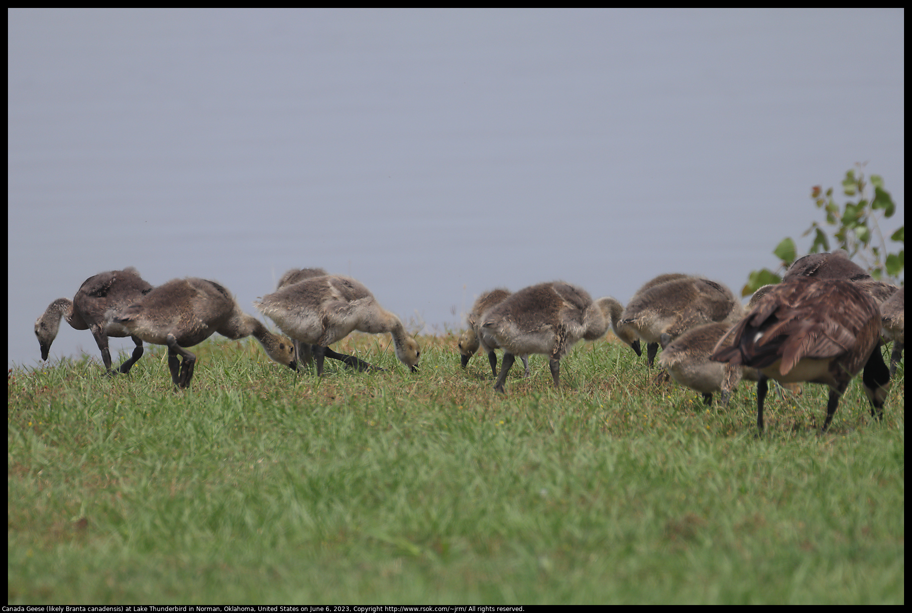 Canada Geese (likely Branta canadensis) at Lake Thunderbird in Norman, Oklahoma, United States on June 6, 2023