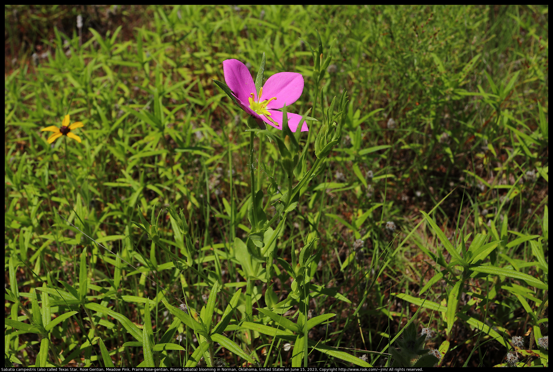Sabatia campestris (also called Texas Star, Rose Gentian, Meadow Pink, Prairie Rose-gentian, Prairie Sabatia) blooming in Norman, Oklahoma, United States on June 15, 2023