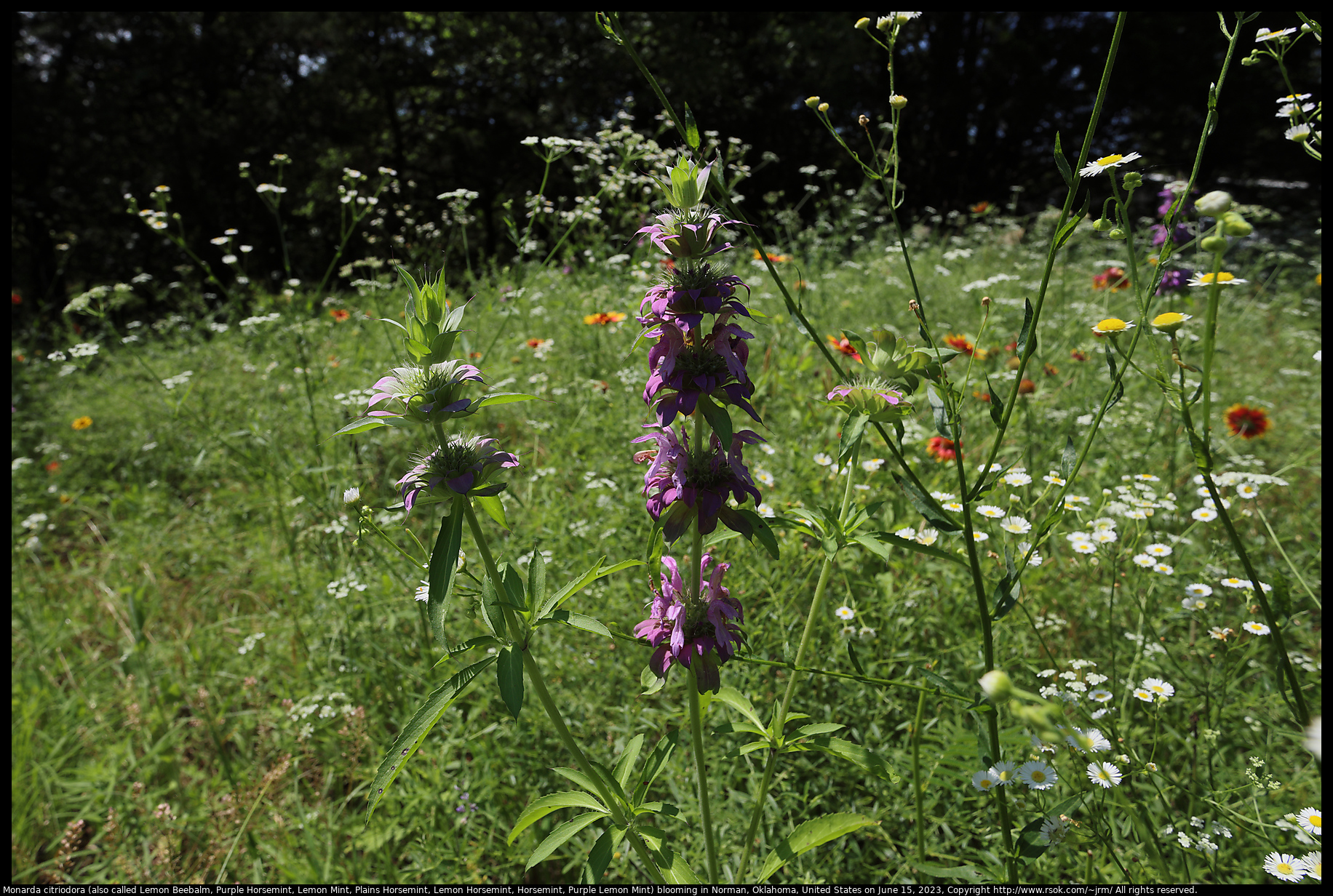 Monarda citriodora (also called Lemon Beebalm, Purple Horsemint, Lemon Mint, Plains Horsemint, Lemon Horsemint, Horsemint, Purple Lemon Mint) blooming in Norman, Oklahoma, United States on June 15, 2023