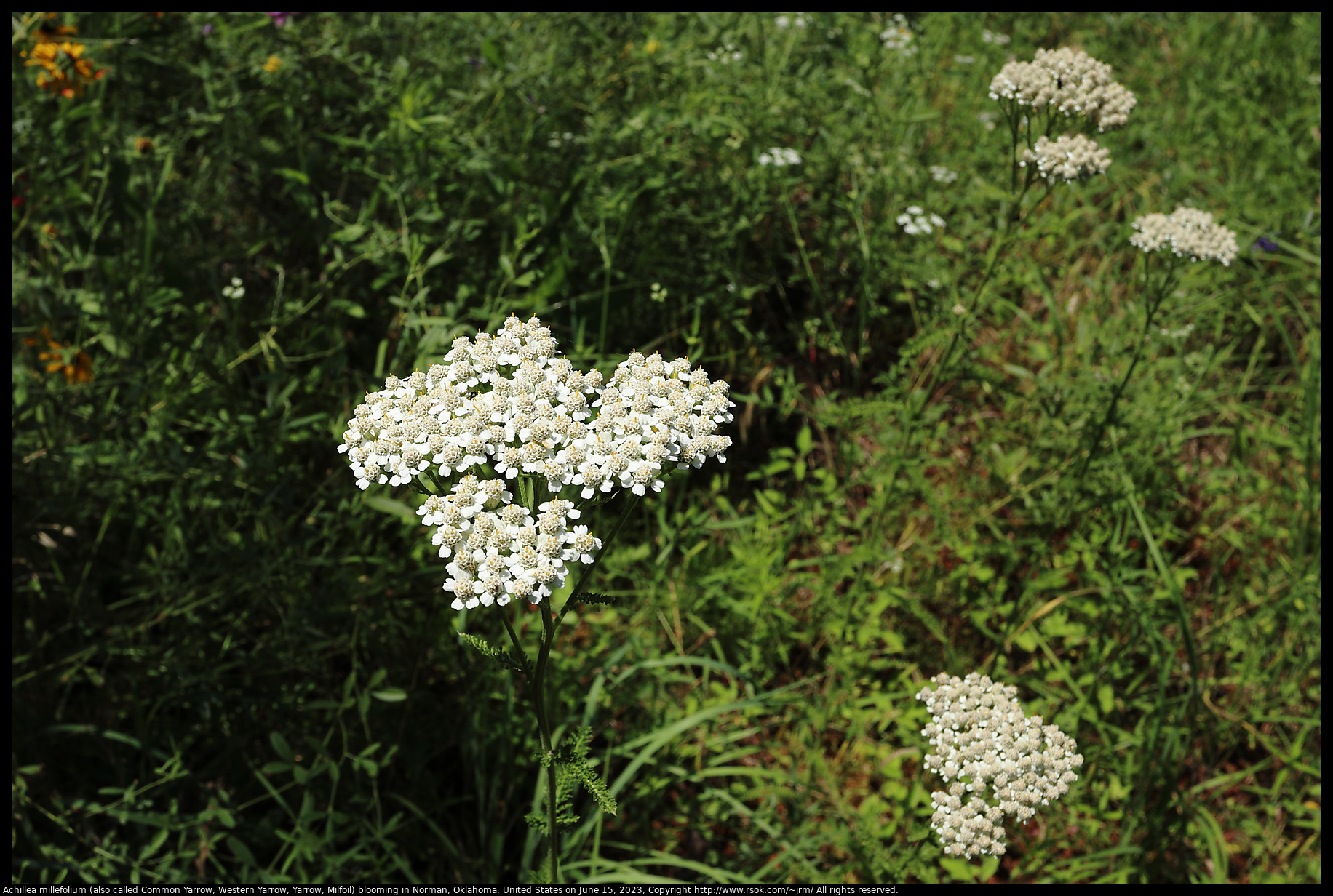 Achillea millefolium (also called Common Yarrow, Western Yarrow, Yarrow, Milfoil) blooming in Norman, Oklahoma, United States on June 15, 2023