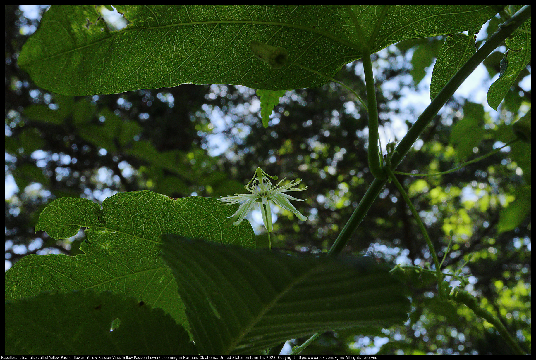 Passiflora lutea (also called Yellow Passionflower, Yellow Passion Vine, Yellow Passion-flower) blooming in Norman, Oklahoma, United States on June 15, 2023