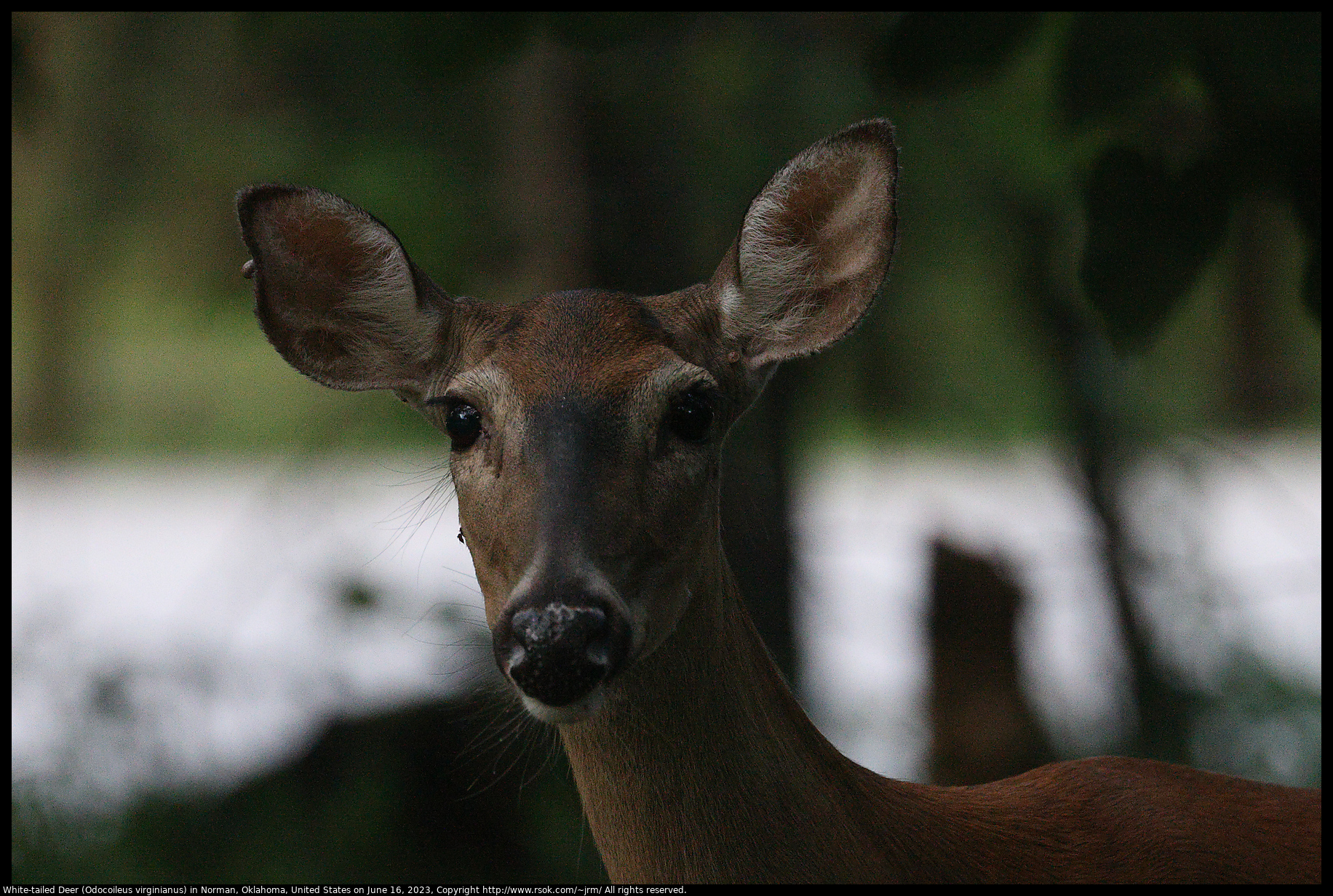 White-tailed Deer (Odocoileus virginianus) in Norman, Oklahoma, June 16, 2023