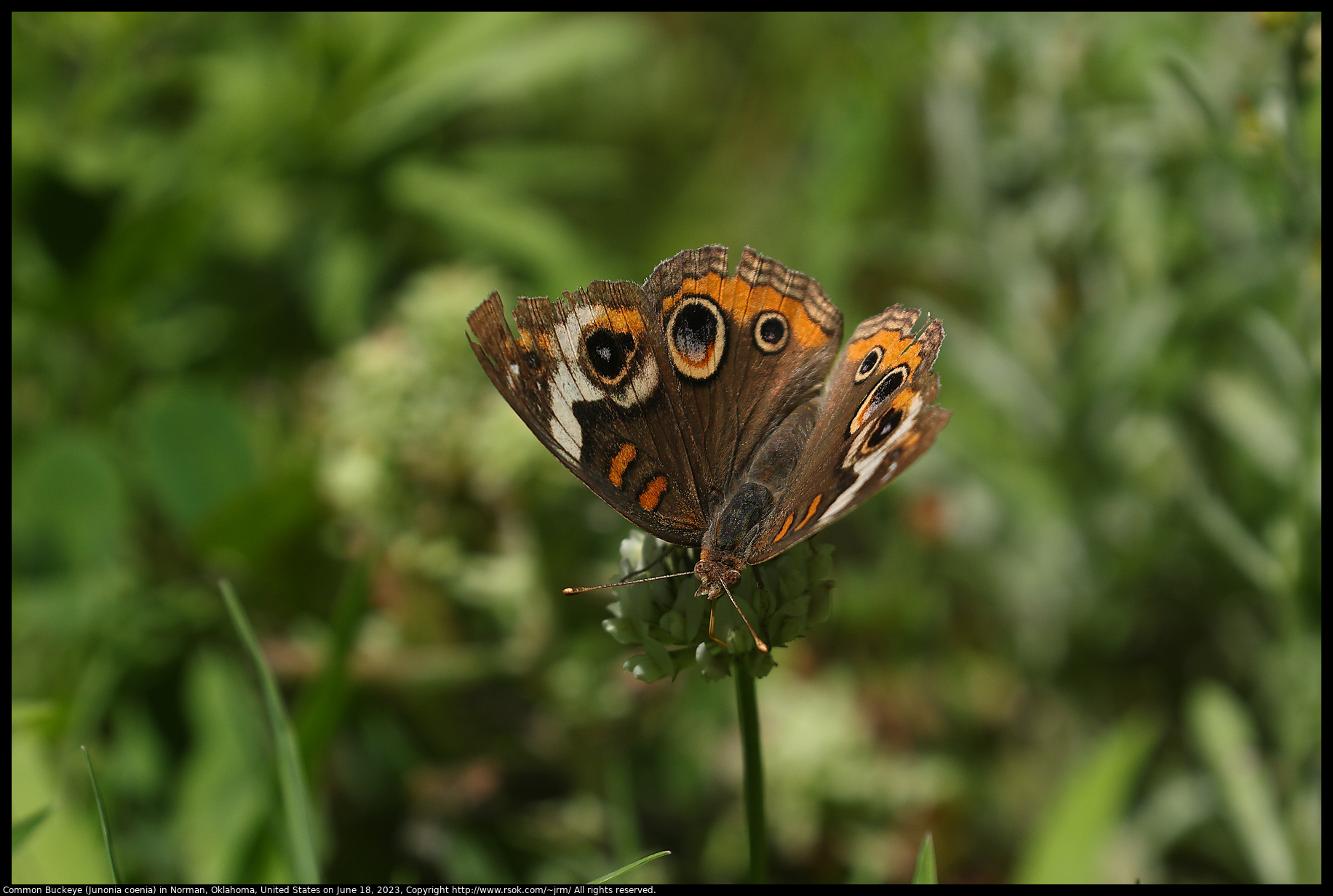 Common Buckeye (Junonia coenia) in Norman, Oklahoma, United States on June 18, 2023