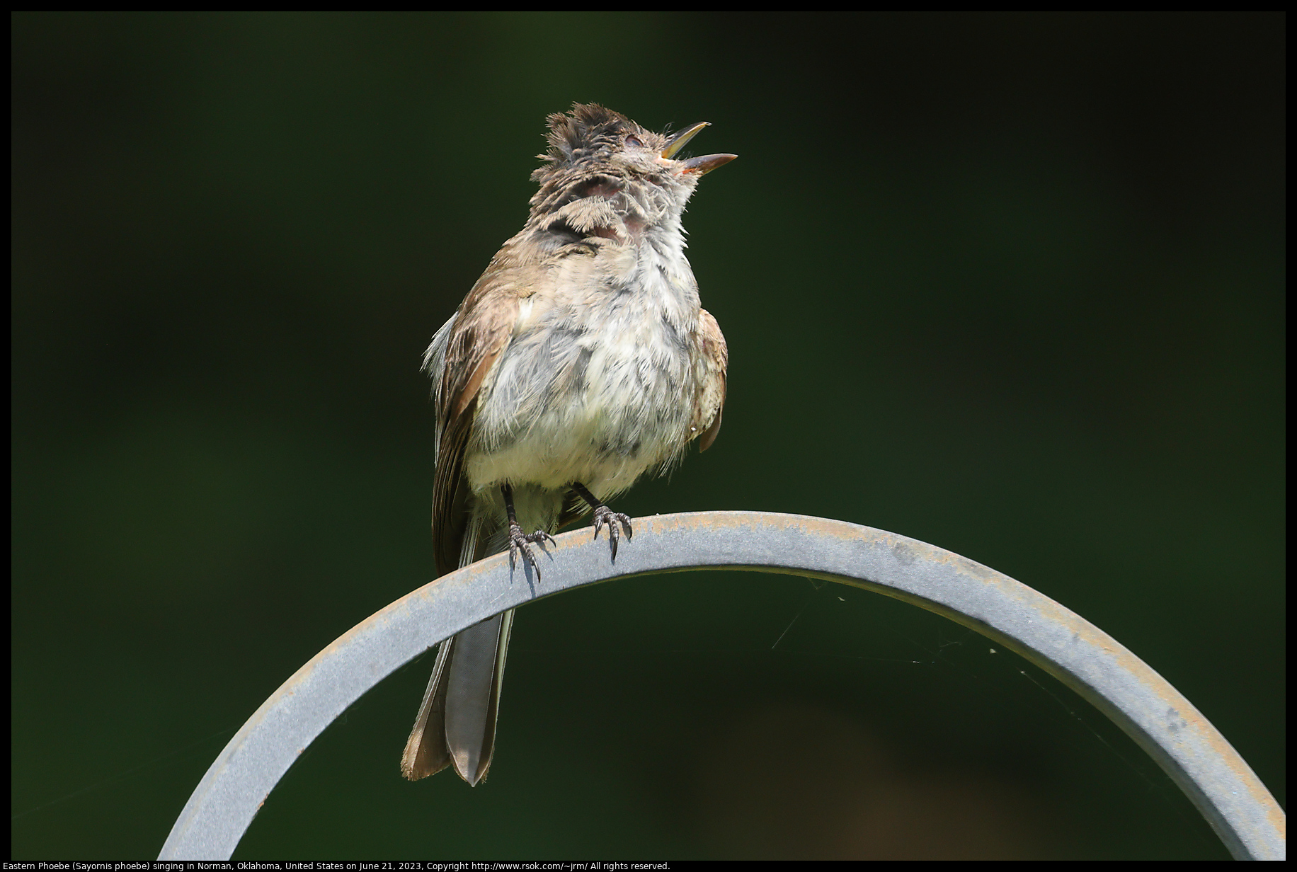 Eastern Phoebe (Sayornis phoebe) in Norman, Oklahoma, United States on June 21, 2023